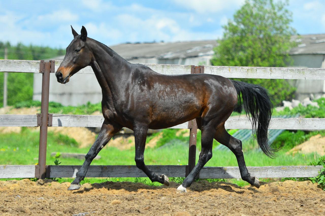 Ахалтекинская лошадь продажа - фотография № 2