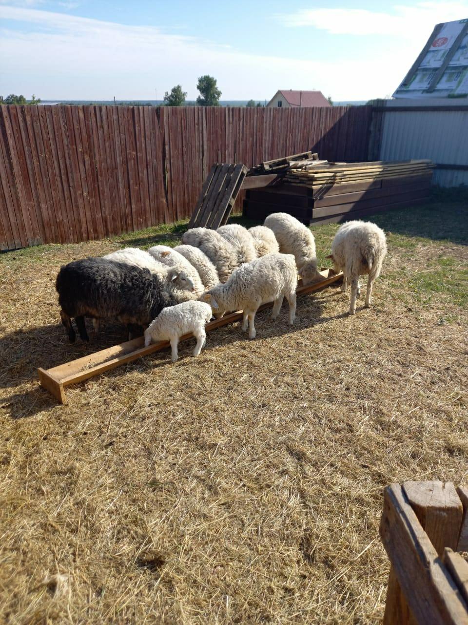 овцы бараны - фотография № 1