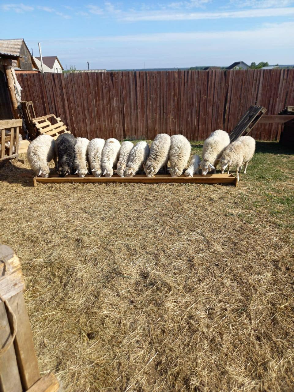 овцы бараны - фотография № 2