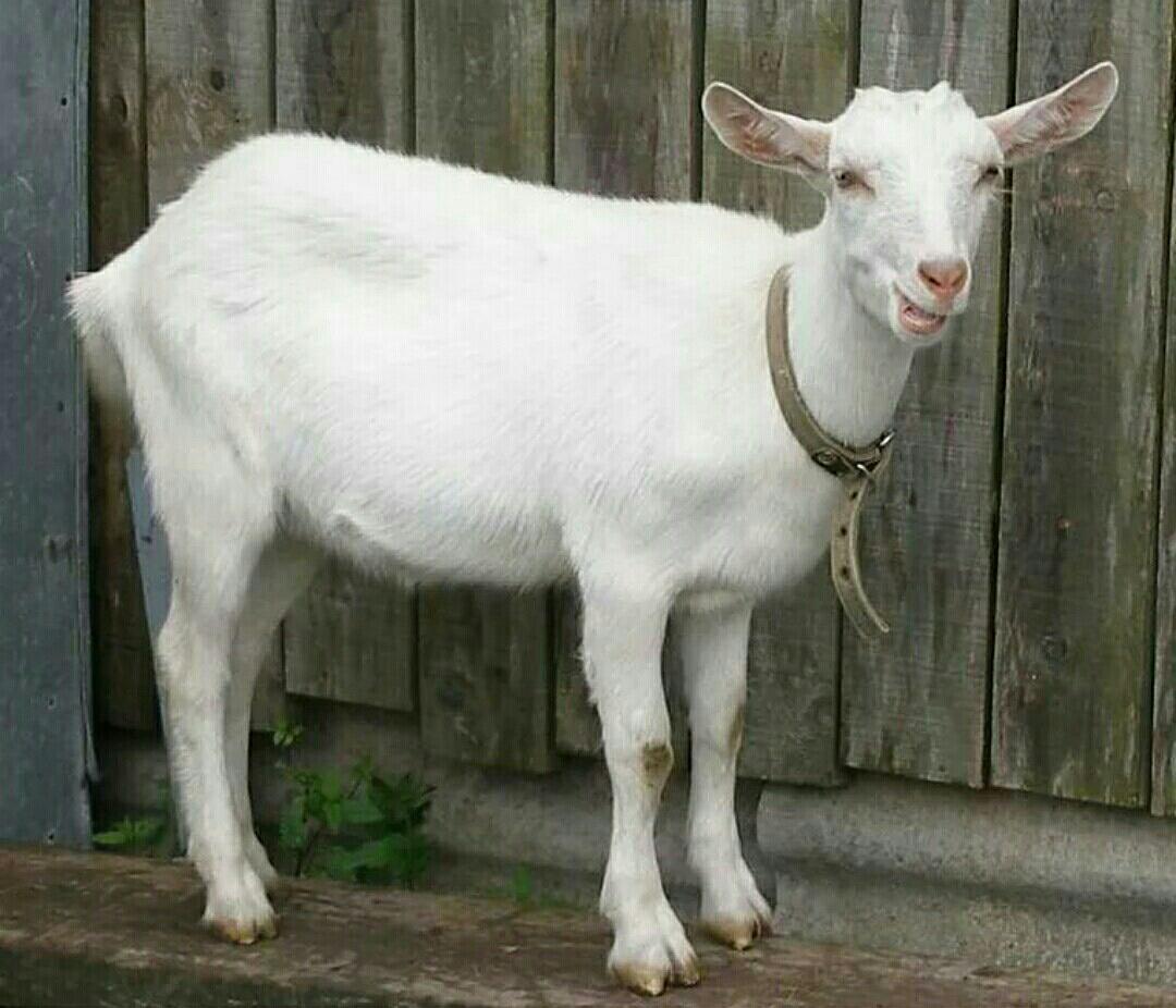 Молочная коза белой породы