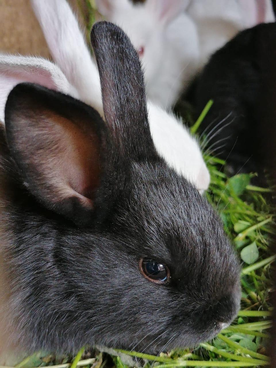 Кролики - фотография № 2