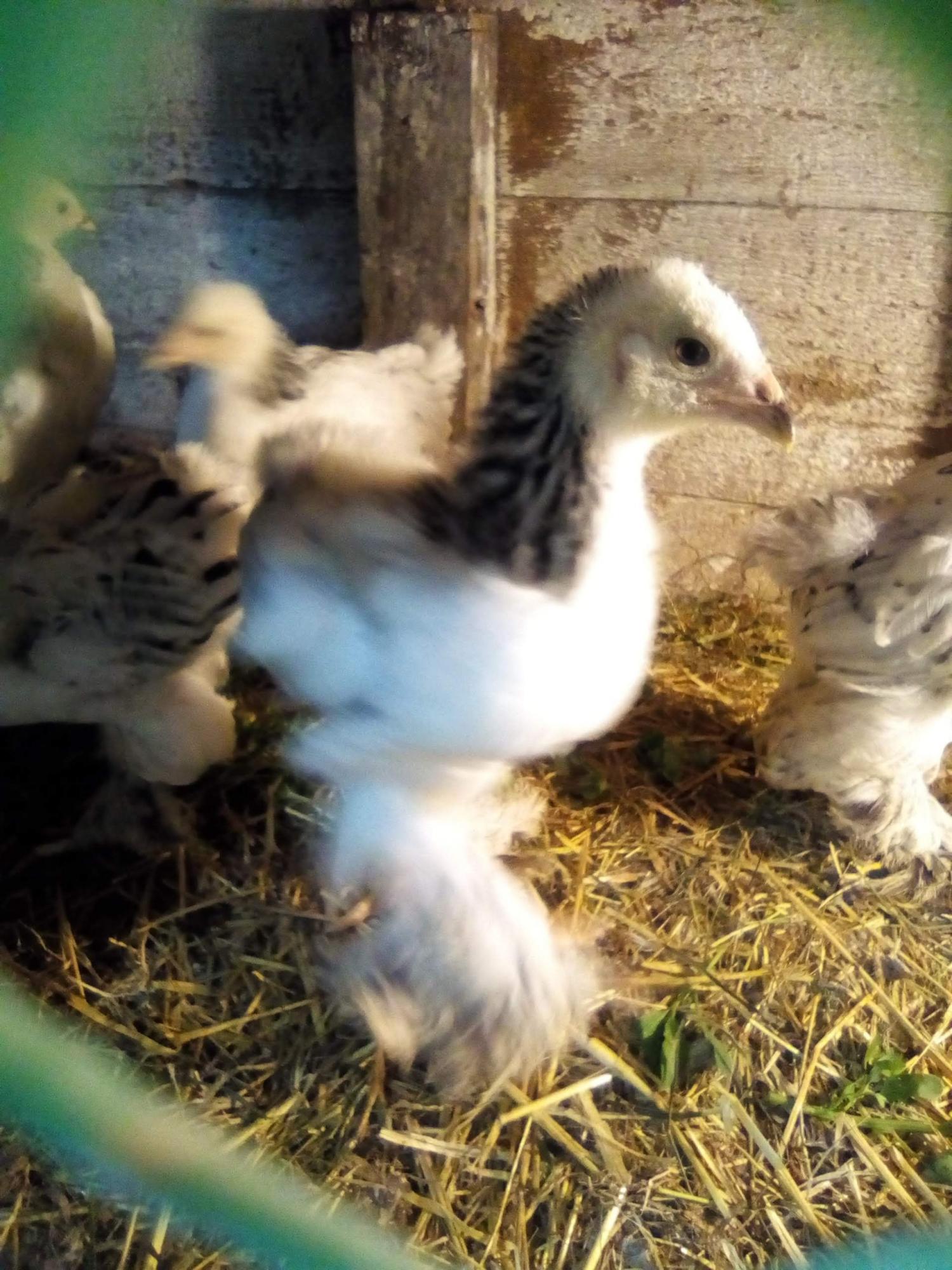 цыплята и инкубационное яйцо кур - фотография № 1