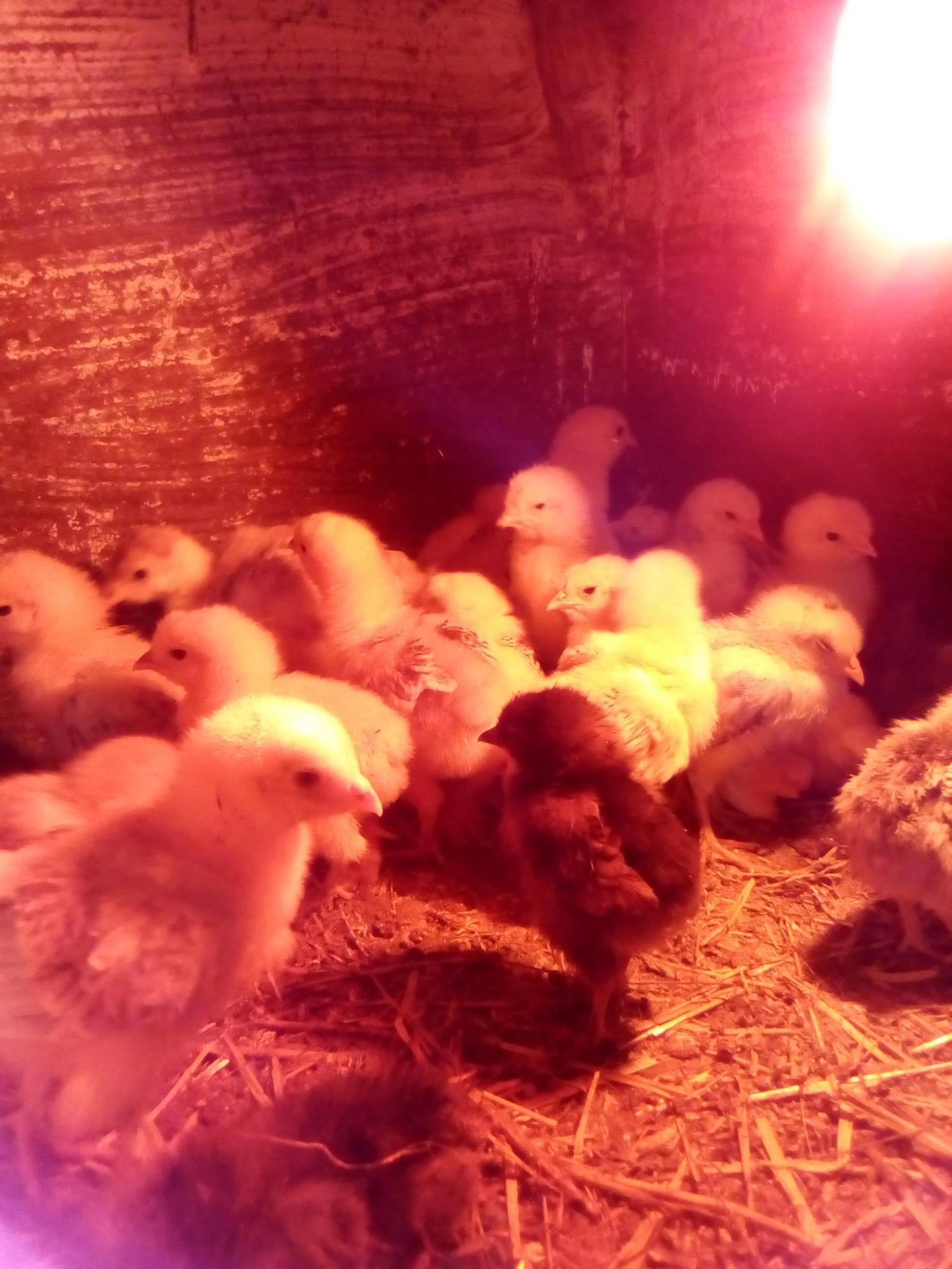 цыплята и инкубационное яйцо кур - фотография № 2
