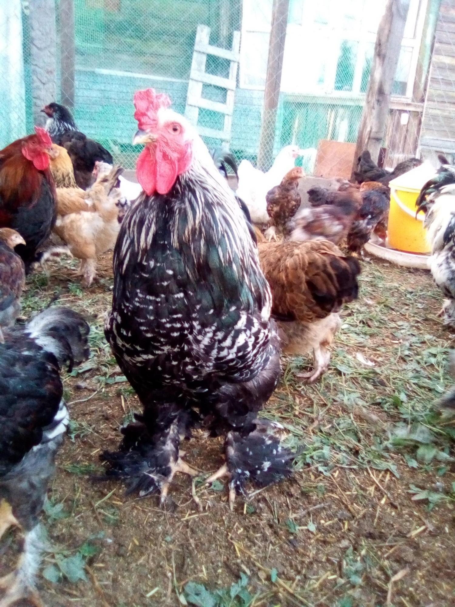 цыплята и инкубационное яйцо кур - фотография № 3