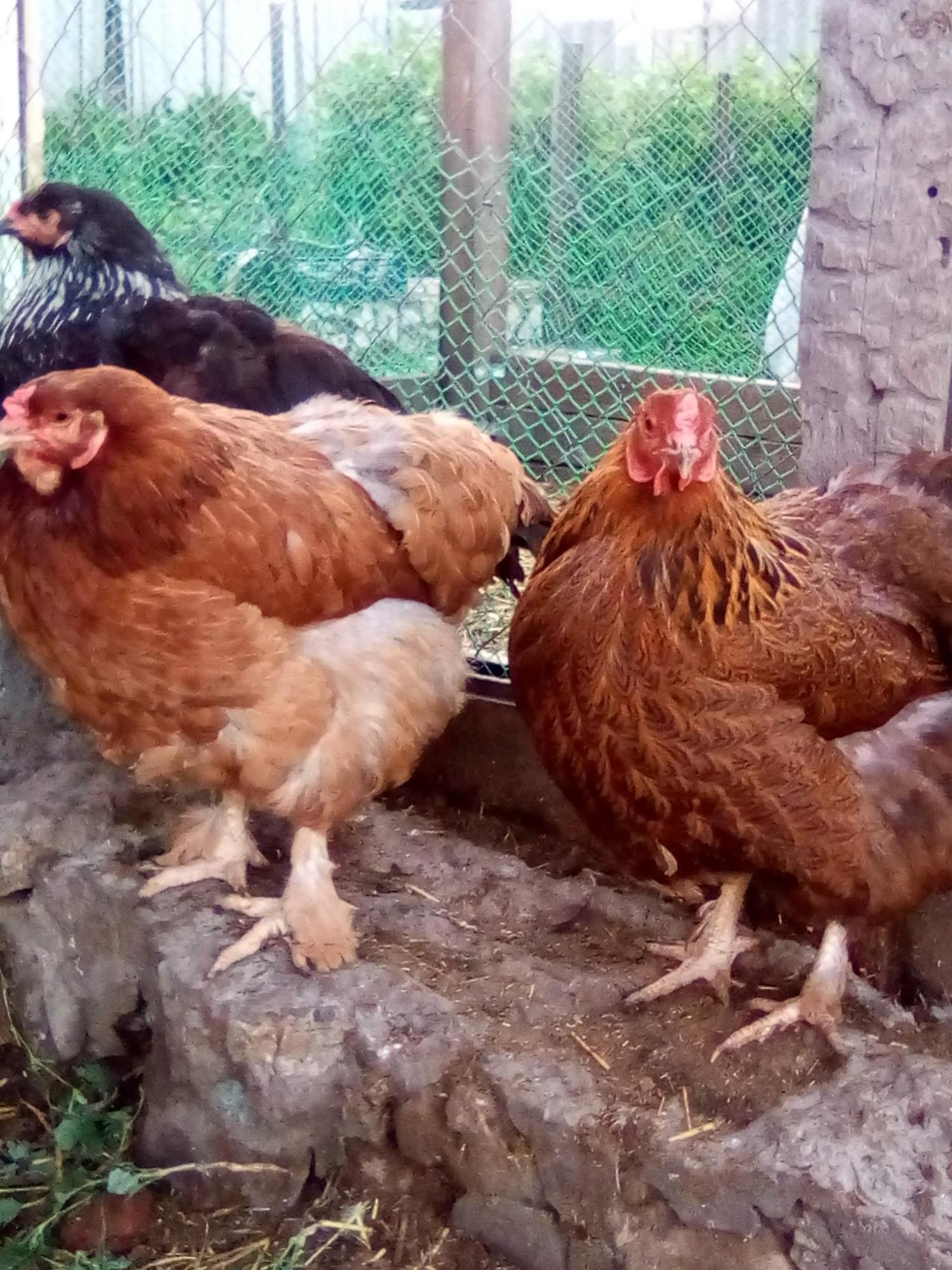 цыплята и инкубационное яйцо кур - фотография № 4