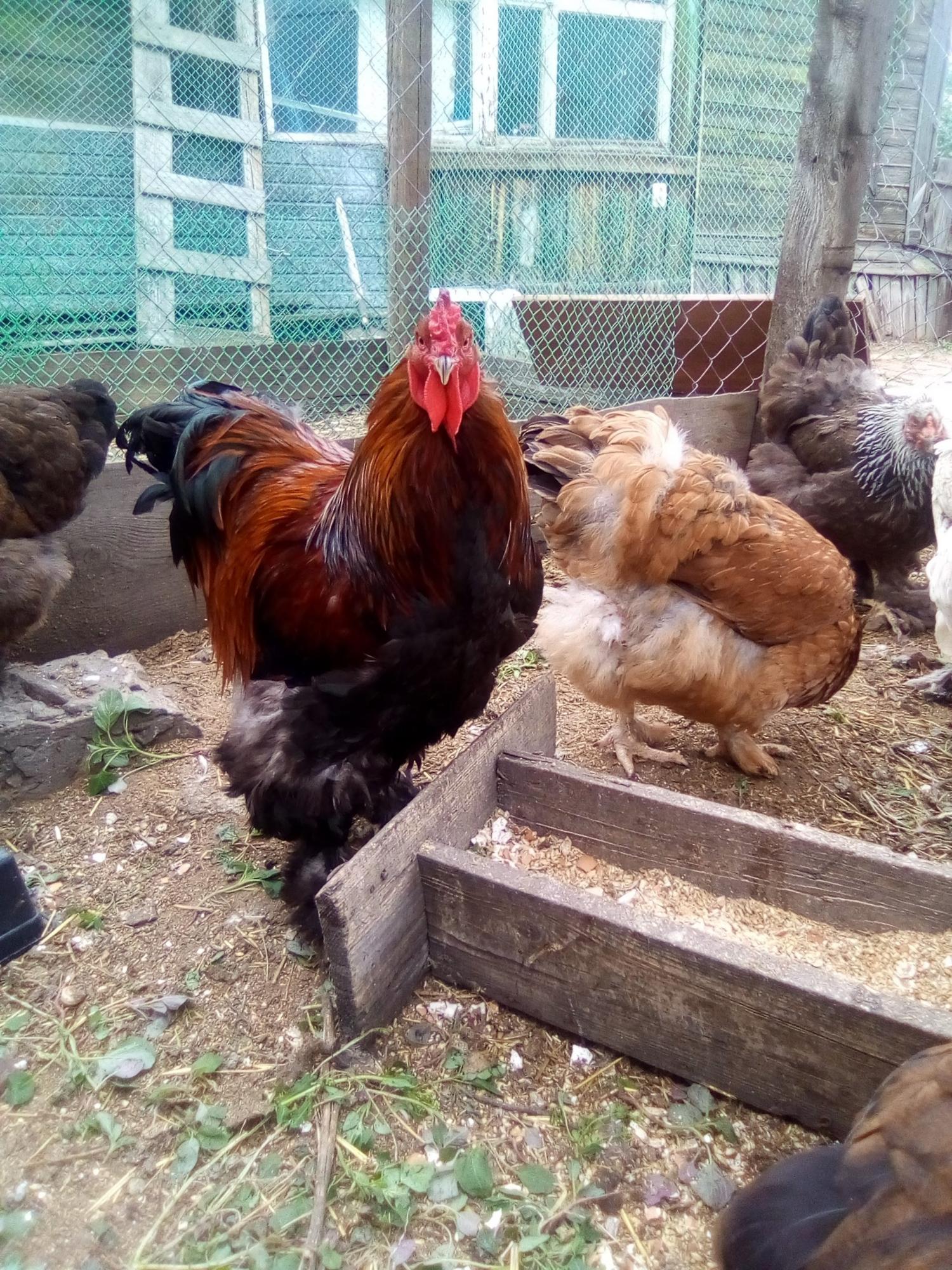 цыплята и инкубационное яйцо кур - фотография № 6