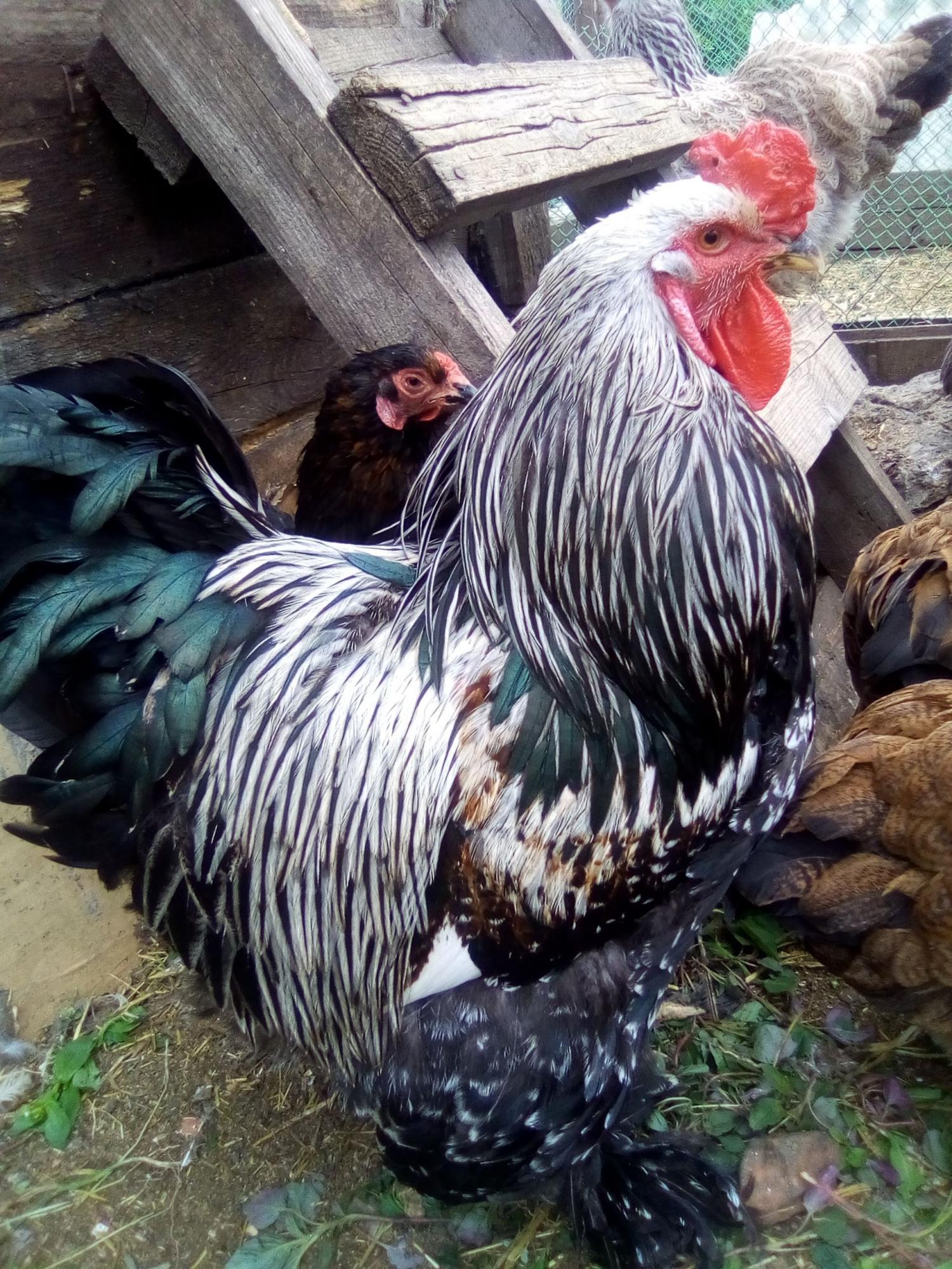 цыплята и инкубационное яйцо кур - фотография № 7