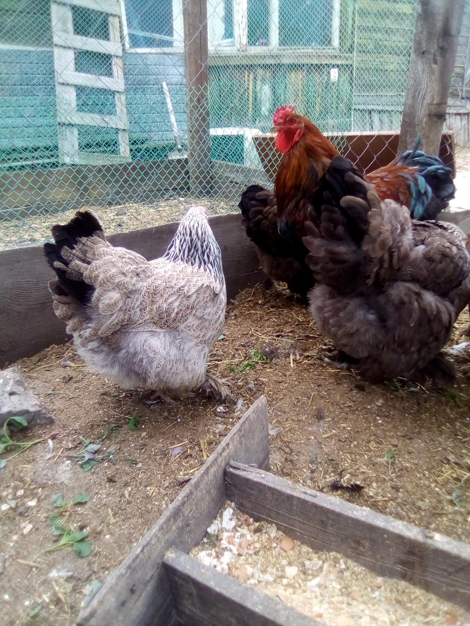 цыплята и инкубационное яйцо кур - фотография № 8