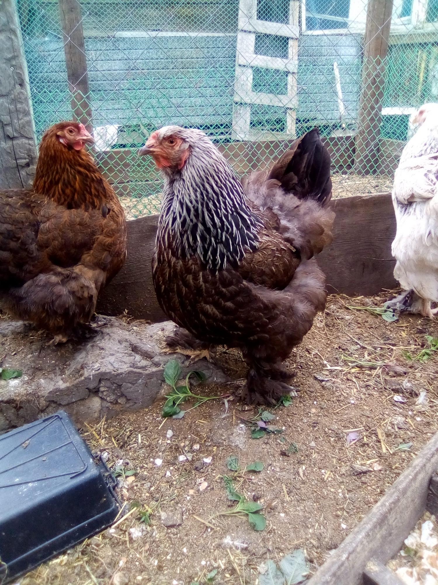 цыплята и инкубационное яйцо кур - фотография № 9
