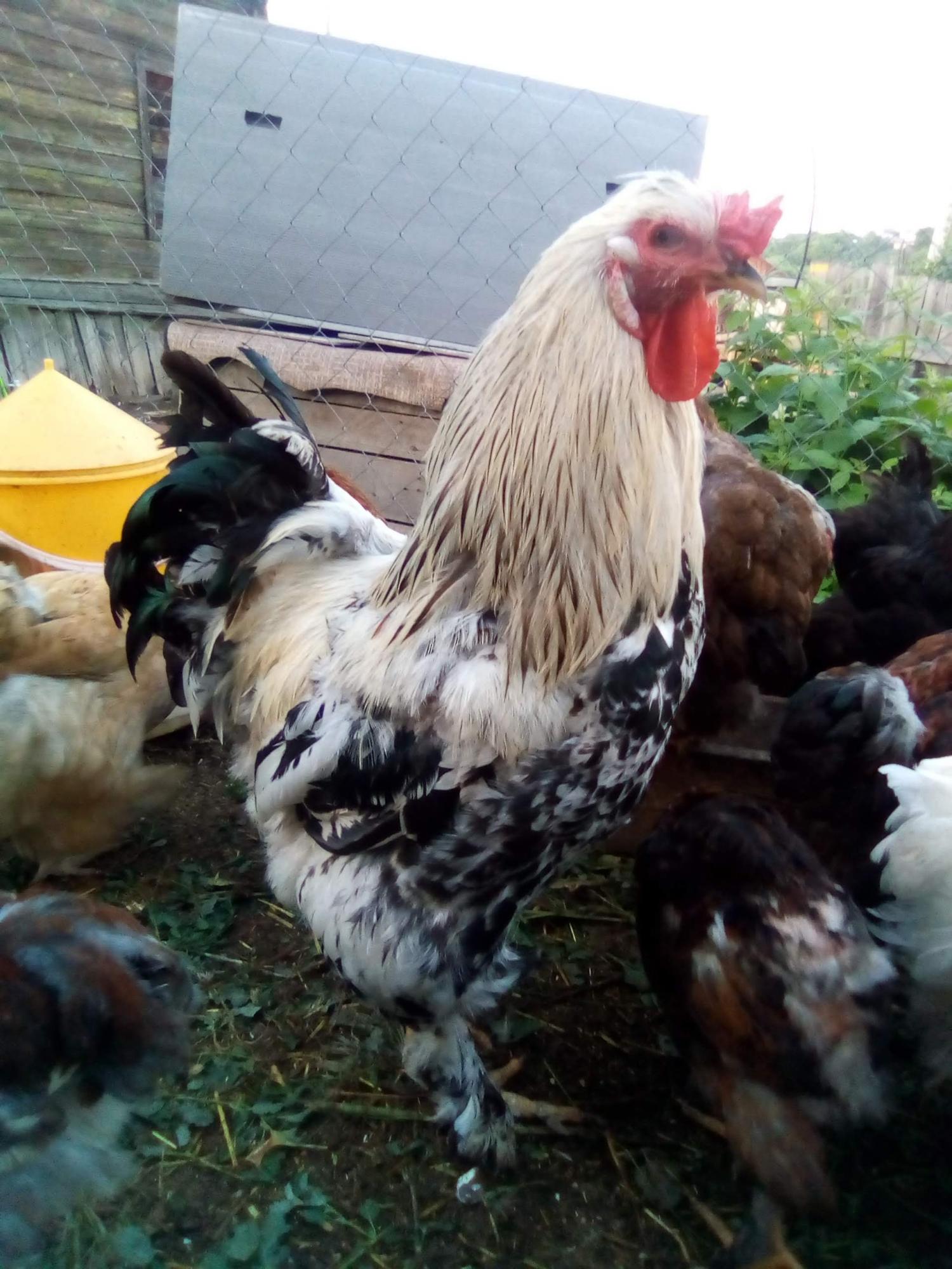 цыплята и инкубационное яйцо кур - фотография № 10