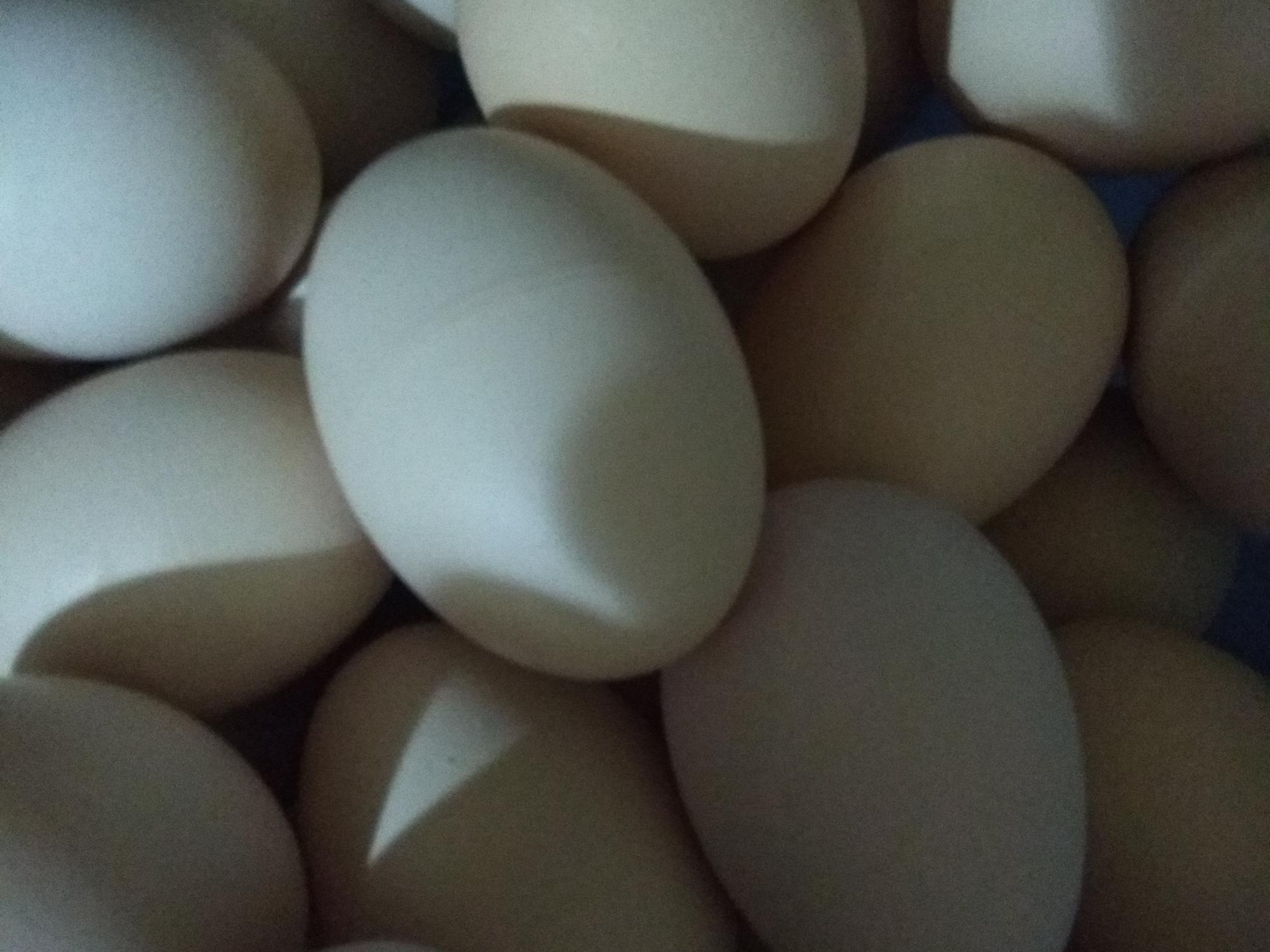 Яйцо кур несушек