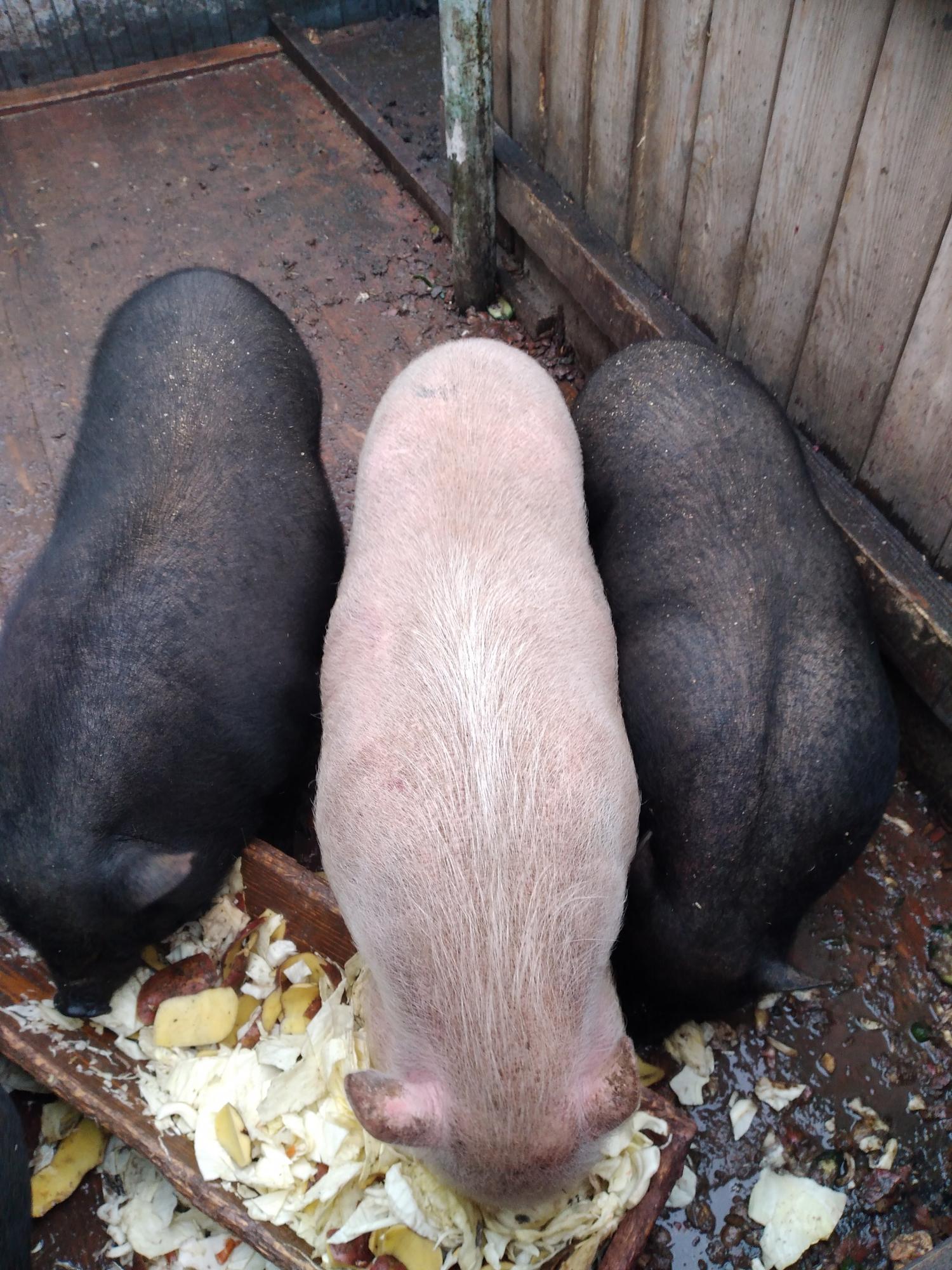 Продам вьетнамских свинок. - фотография № 2