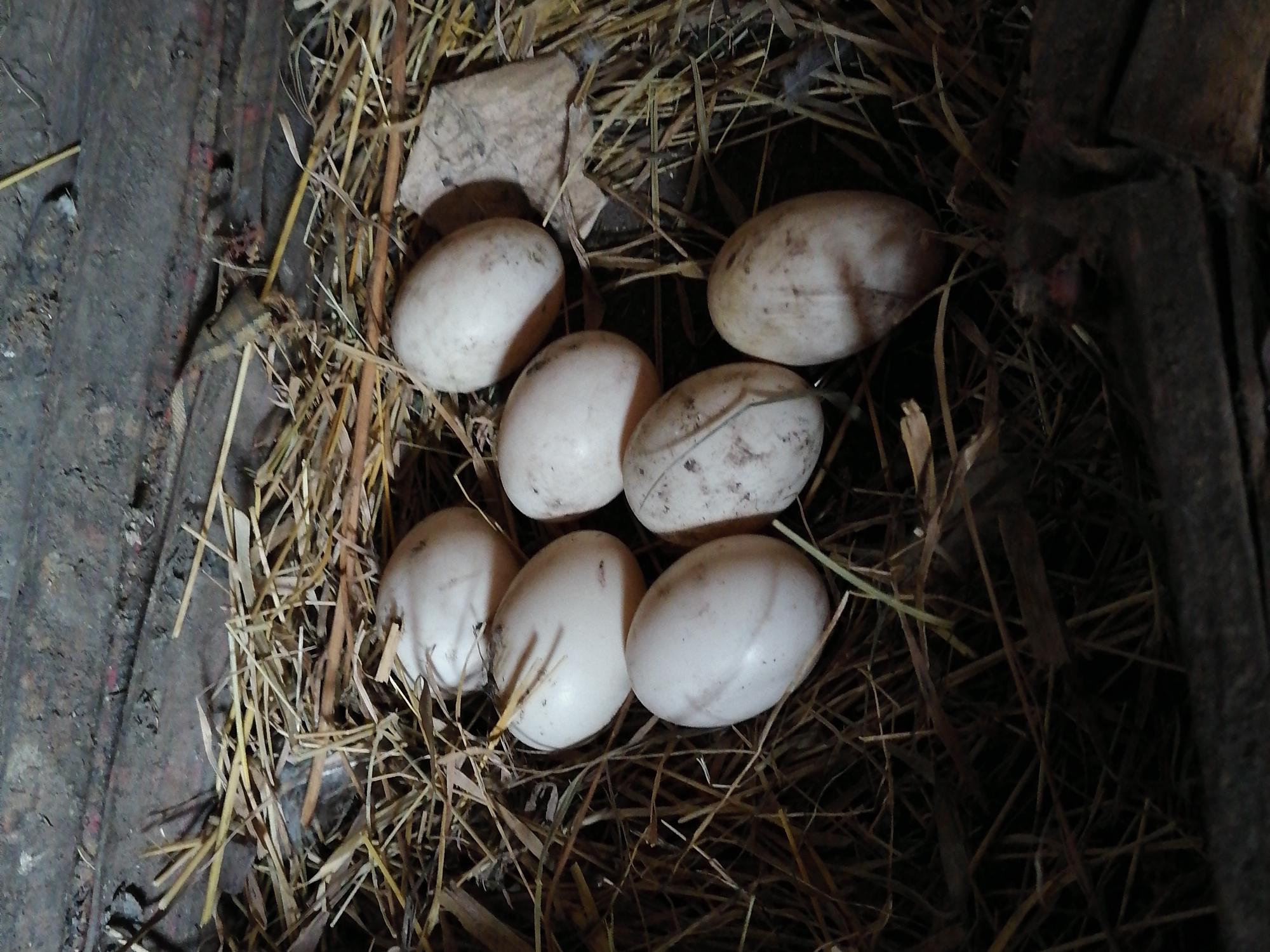 Инкубационное яйцо индоуток - фотография № 1