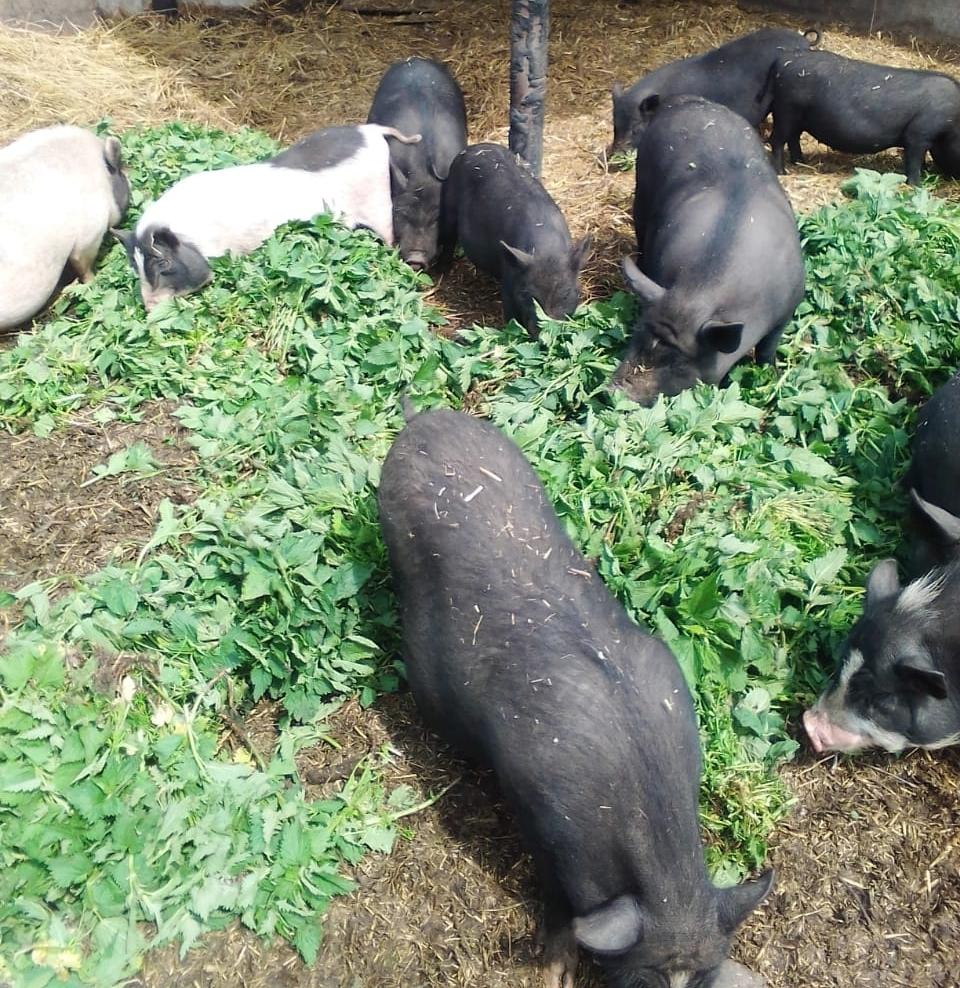 вьетнамские свиньи - фотография № 1