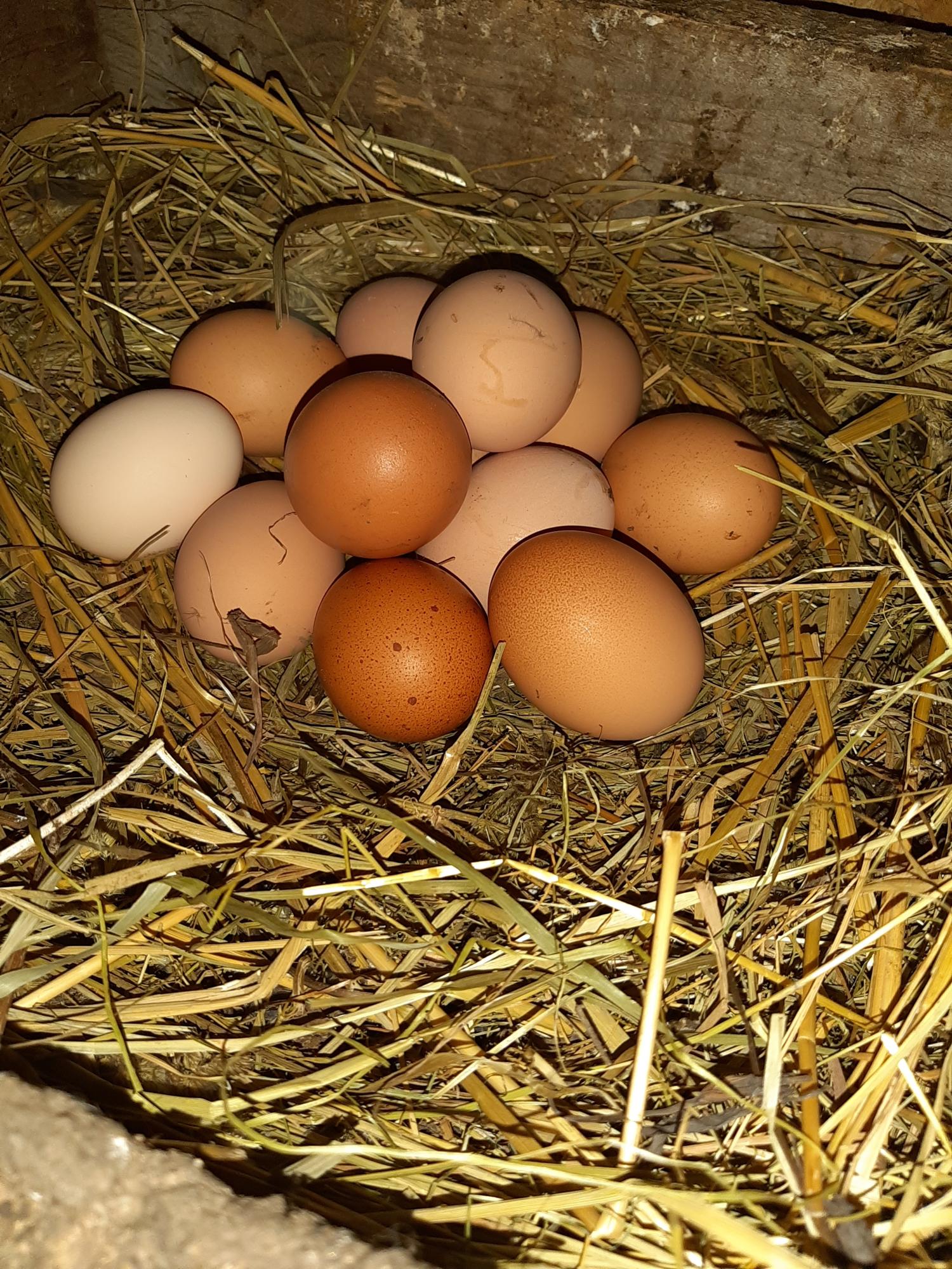 Инкубационное яйцо кур несушек. - фотография № 1