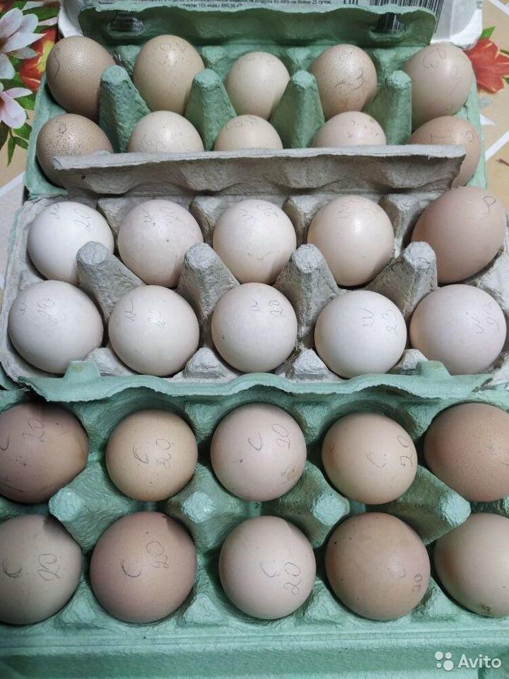 Инкубационное яйцо виандот серебро - фотография № 2