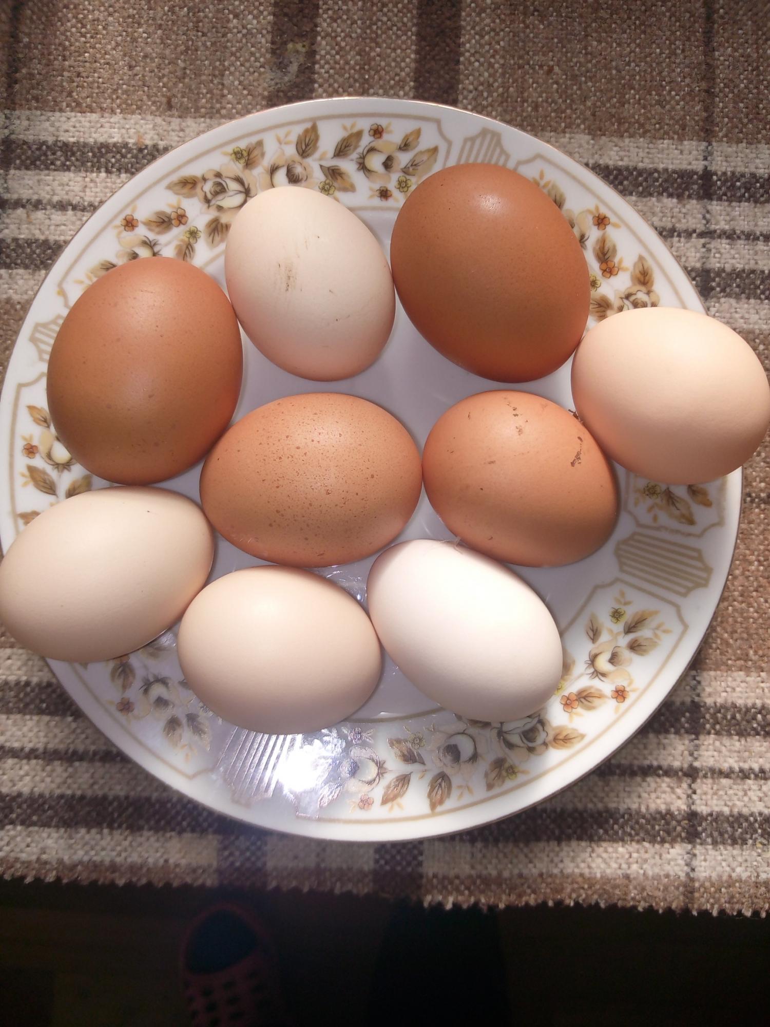 Инкубационные яйца дом.несушек разных пород
