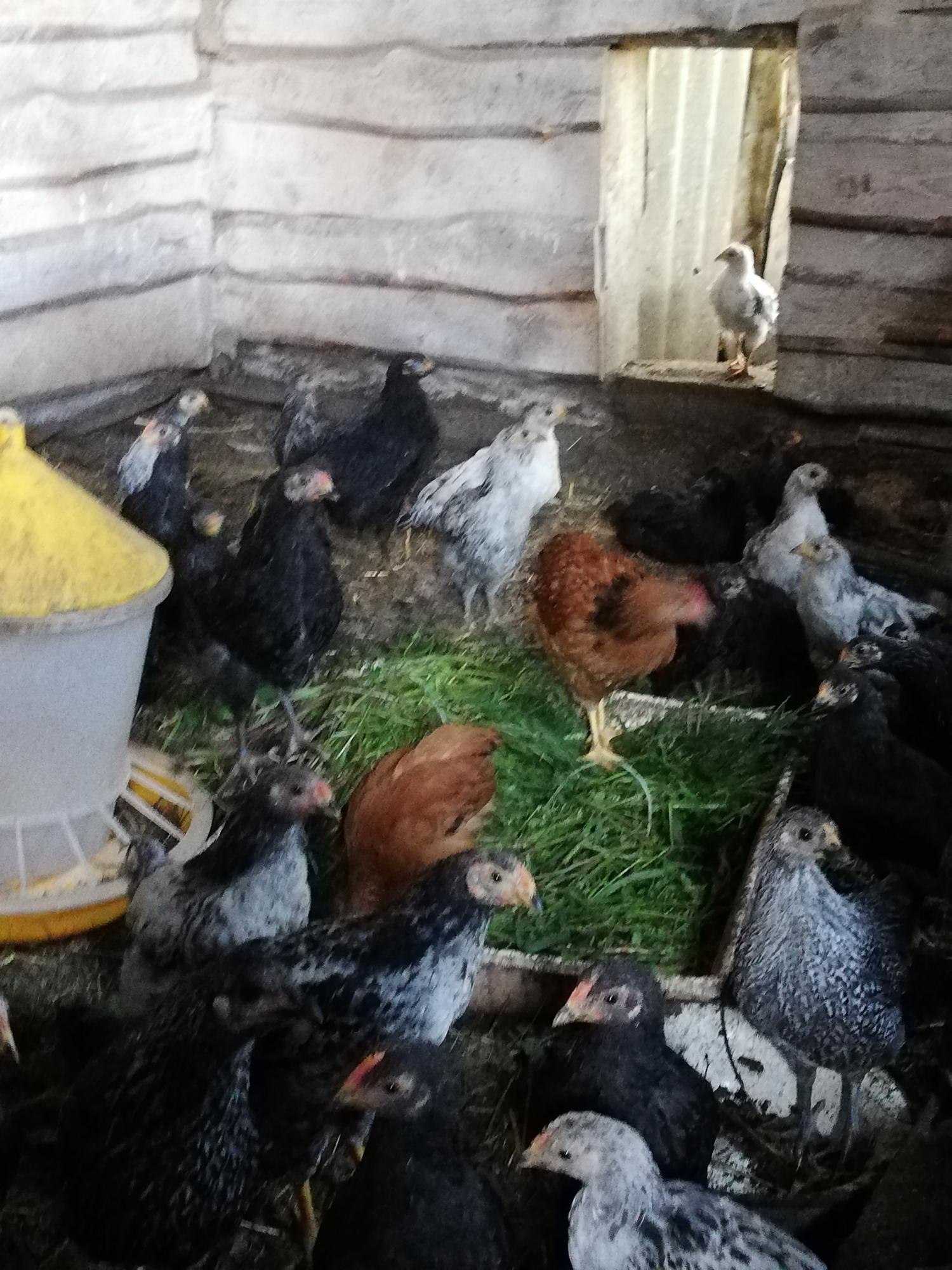 Домашние куры цыплята - фотография № 4