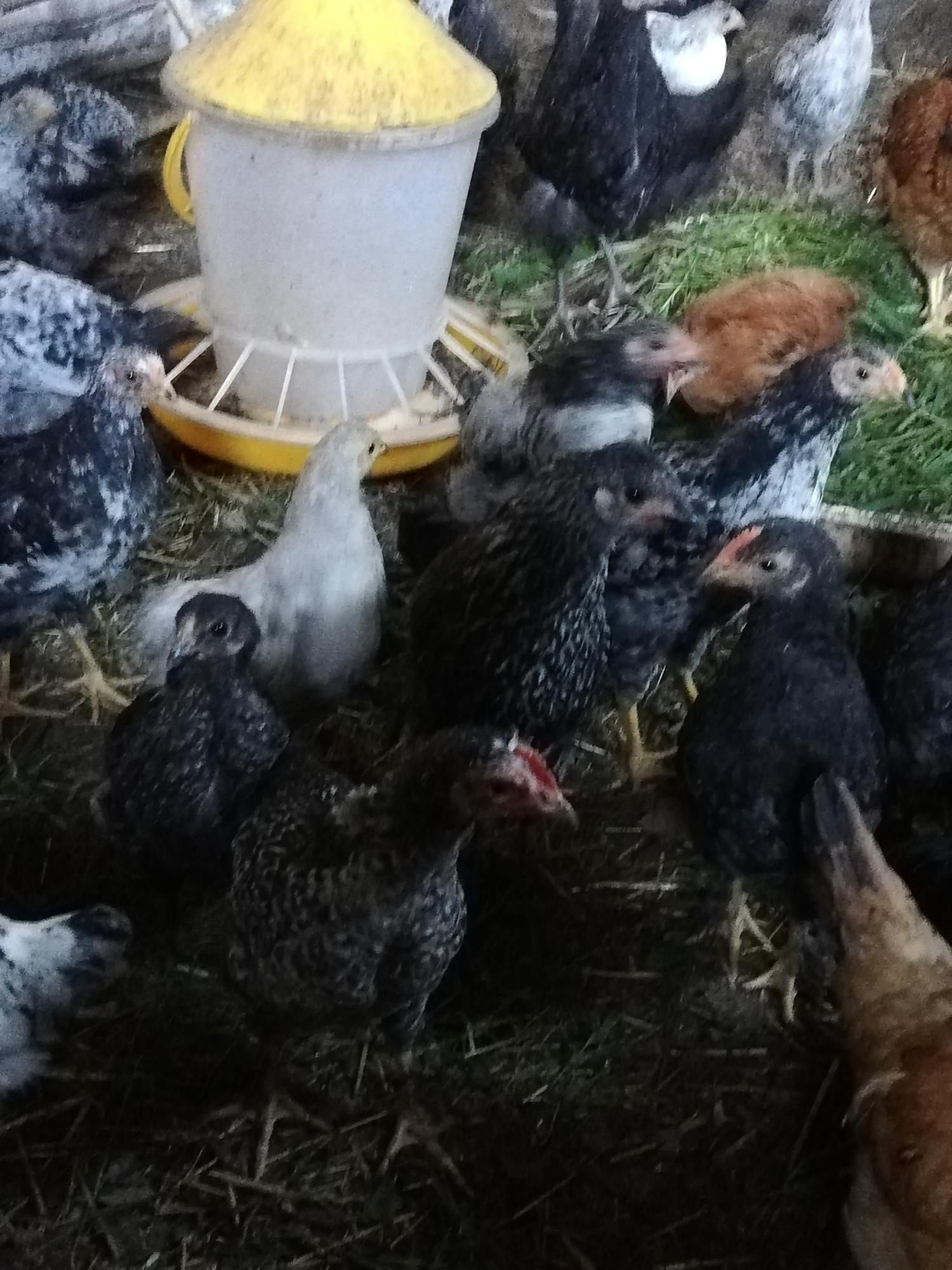 Домашние куры цыплята - фотография № 3