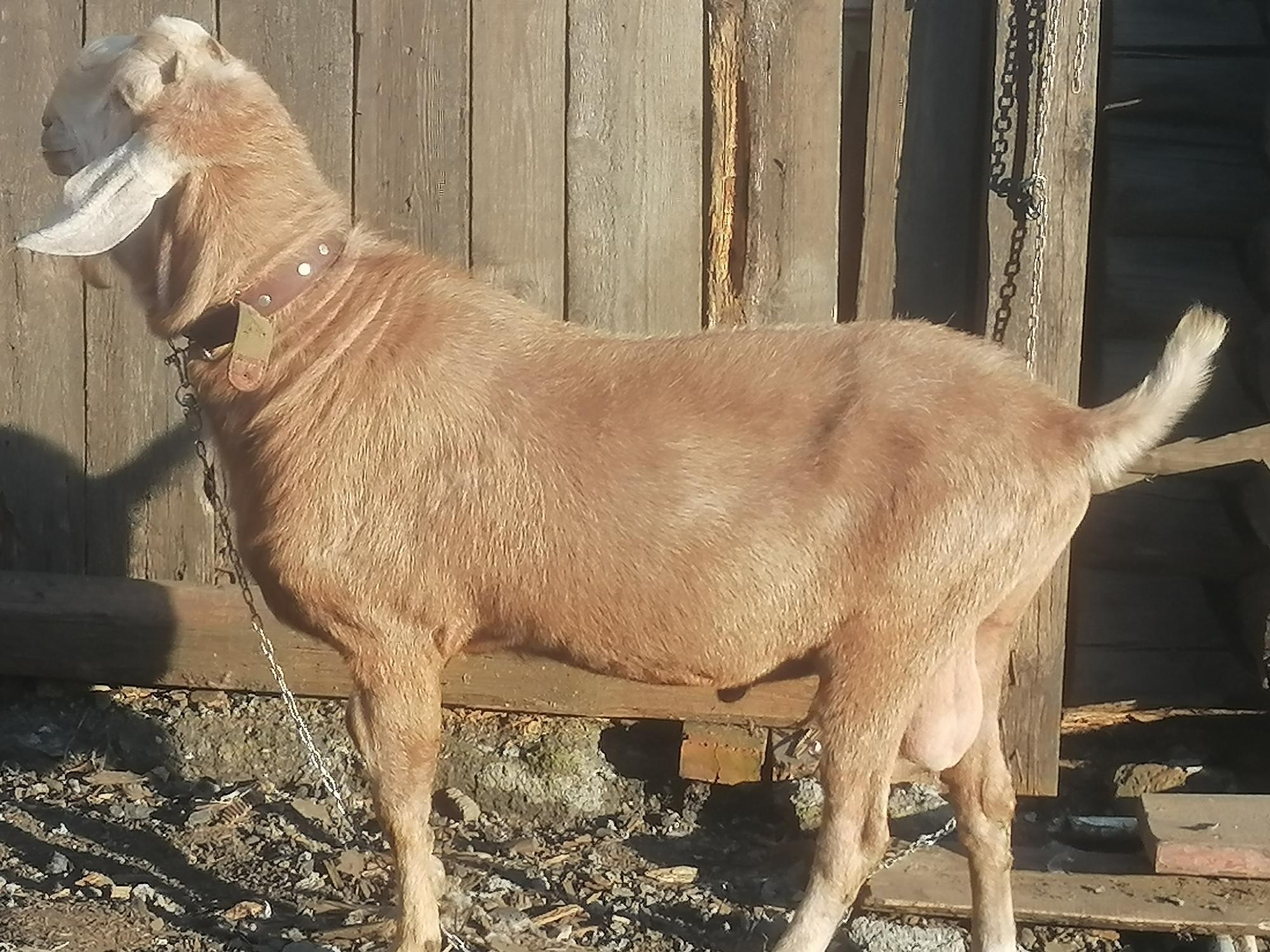 Англо-нубийский козёл Вязка - фотография № 2