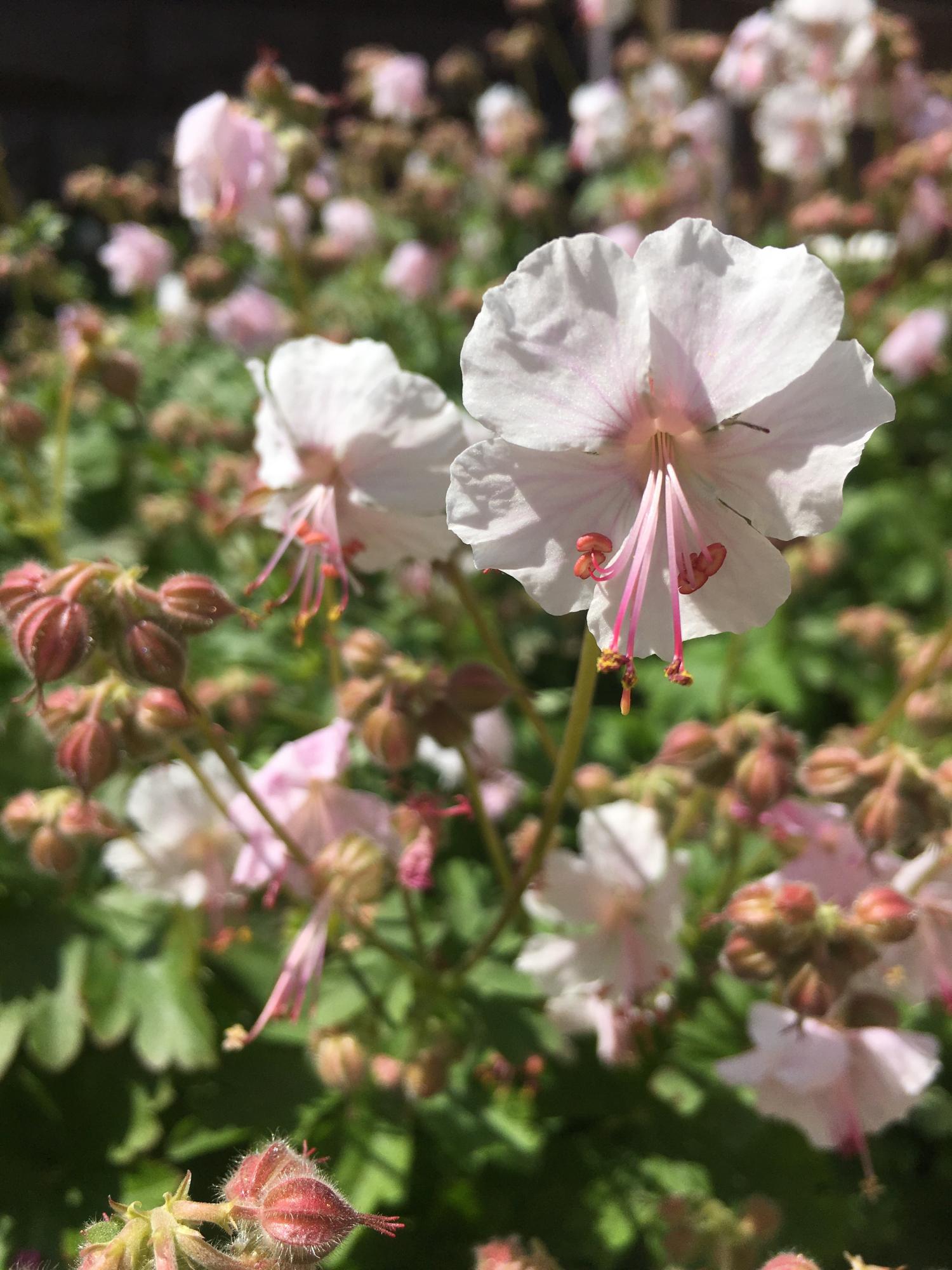 Герань biokovo. Герань Биоково. Герань Кембриджская Cambridge. Geranium cantabrigiense Biokovo. Герань Садовая семена.