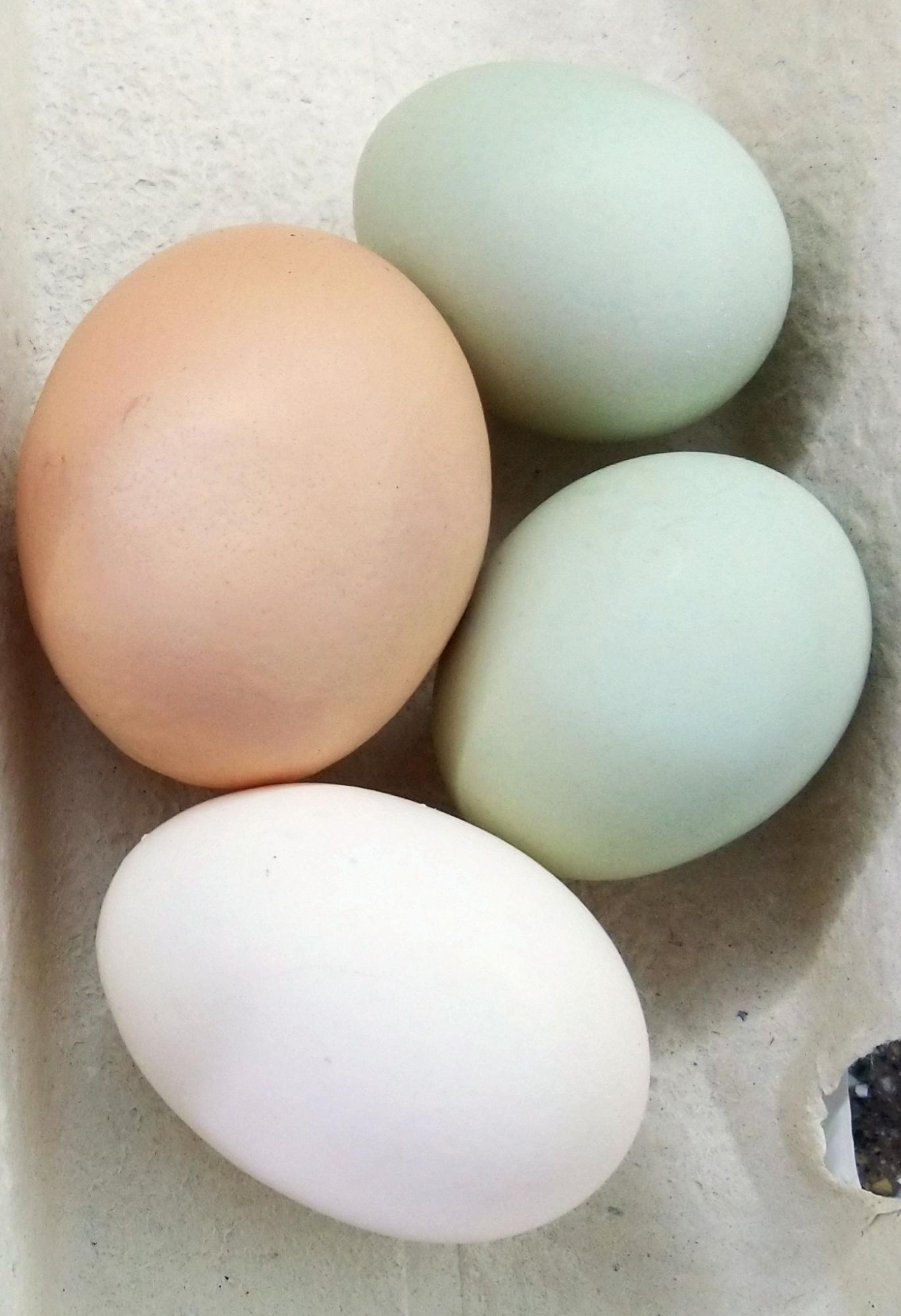 Яйцо на инкубацию - фотография № 5