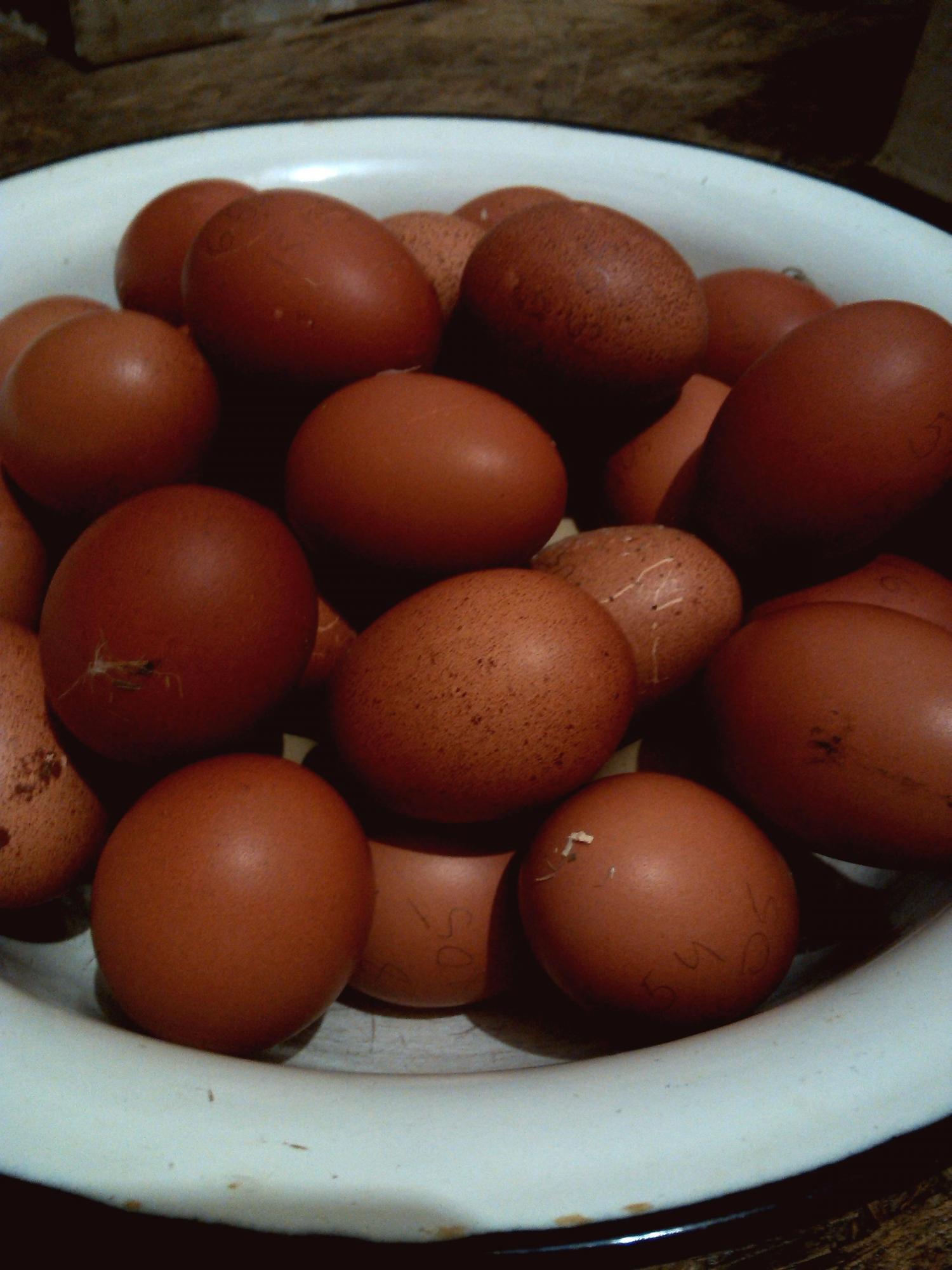 Яйцо порода Маран - фотография № 3