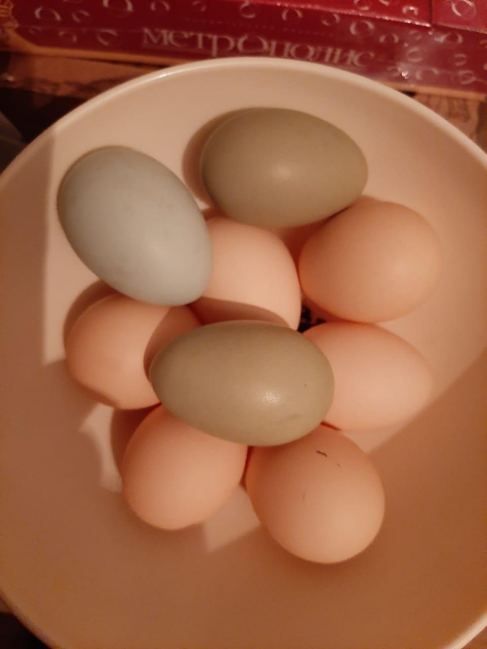 Инкубационое яйцо - фотография № 2