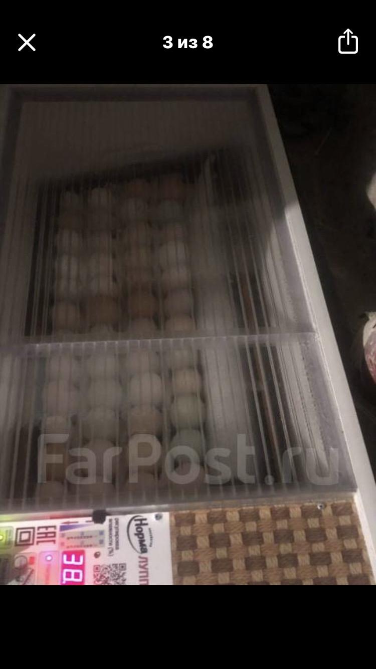 Инкубационные яйца породистых кур - фотография № 4