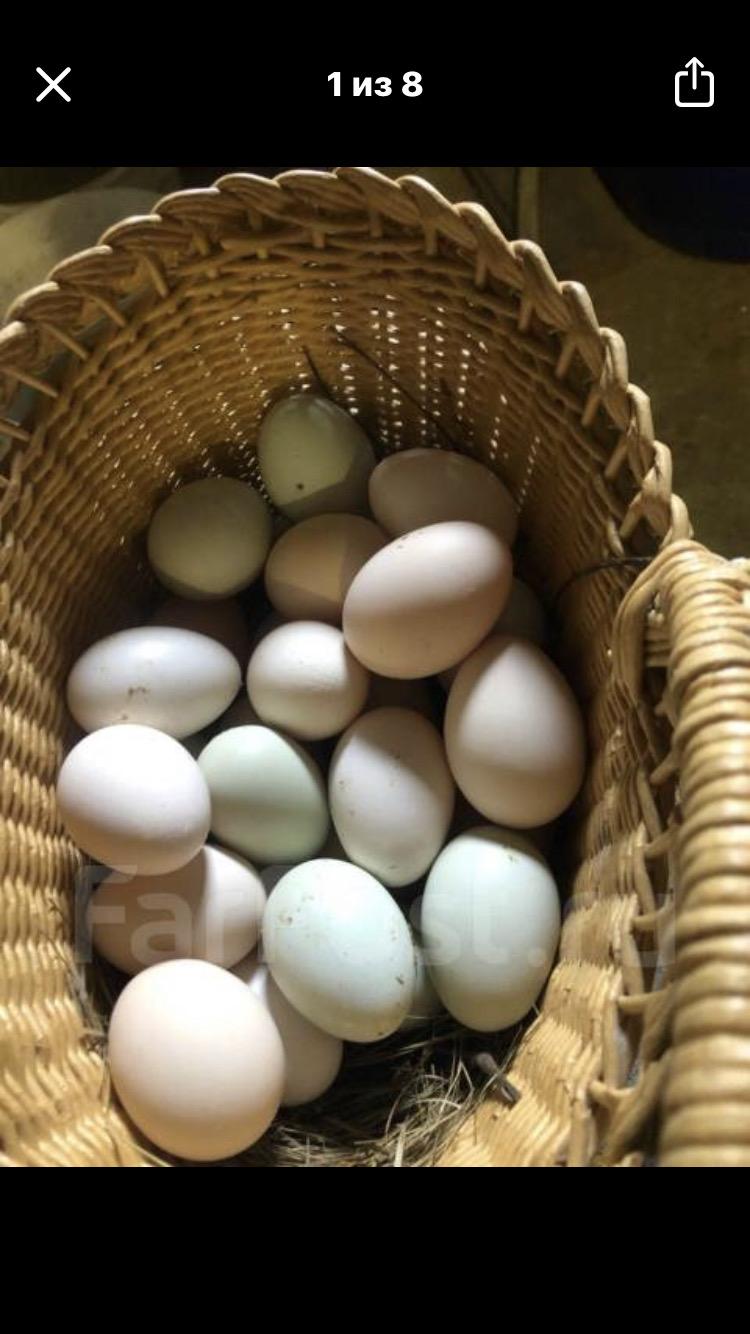 Инкубационные яйца породистых кур - фотография № 1