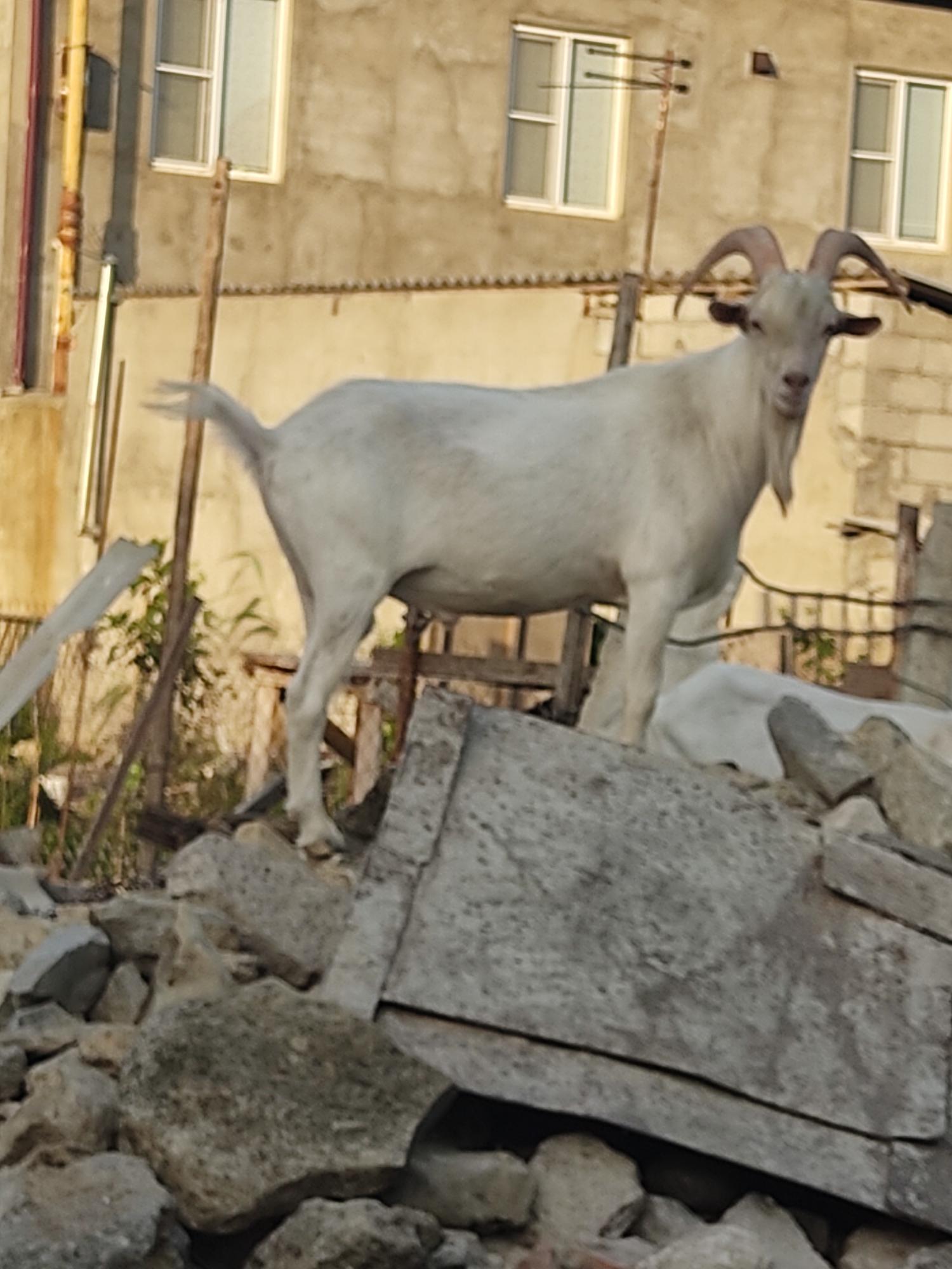 Зааниские козы, козлы - фотография № 1