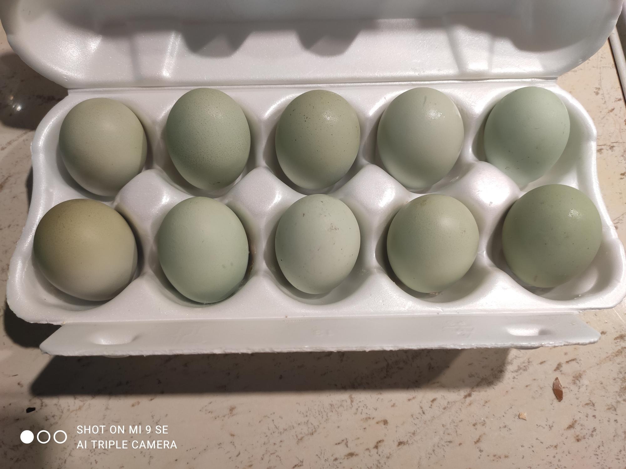Инкубационное яйцо породы кур Лакендази