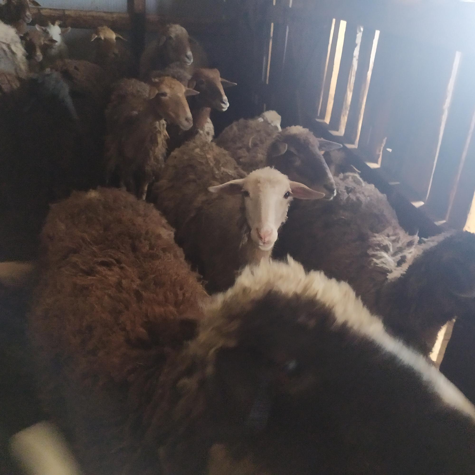 Продажа овец - фотография № 2
