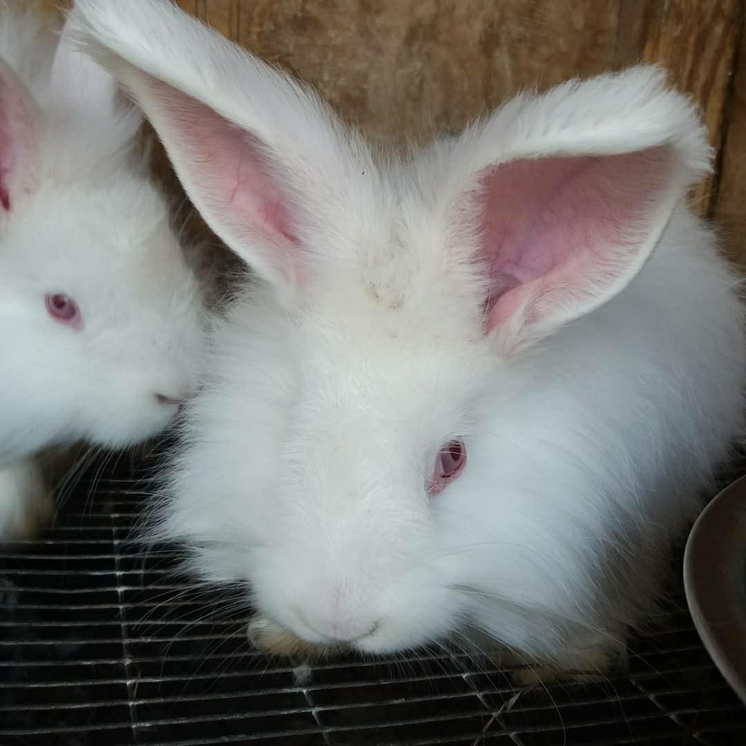 Кролики. Немецкая ангораа - фотография № 2
