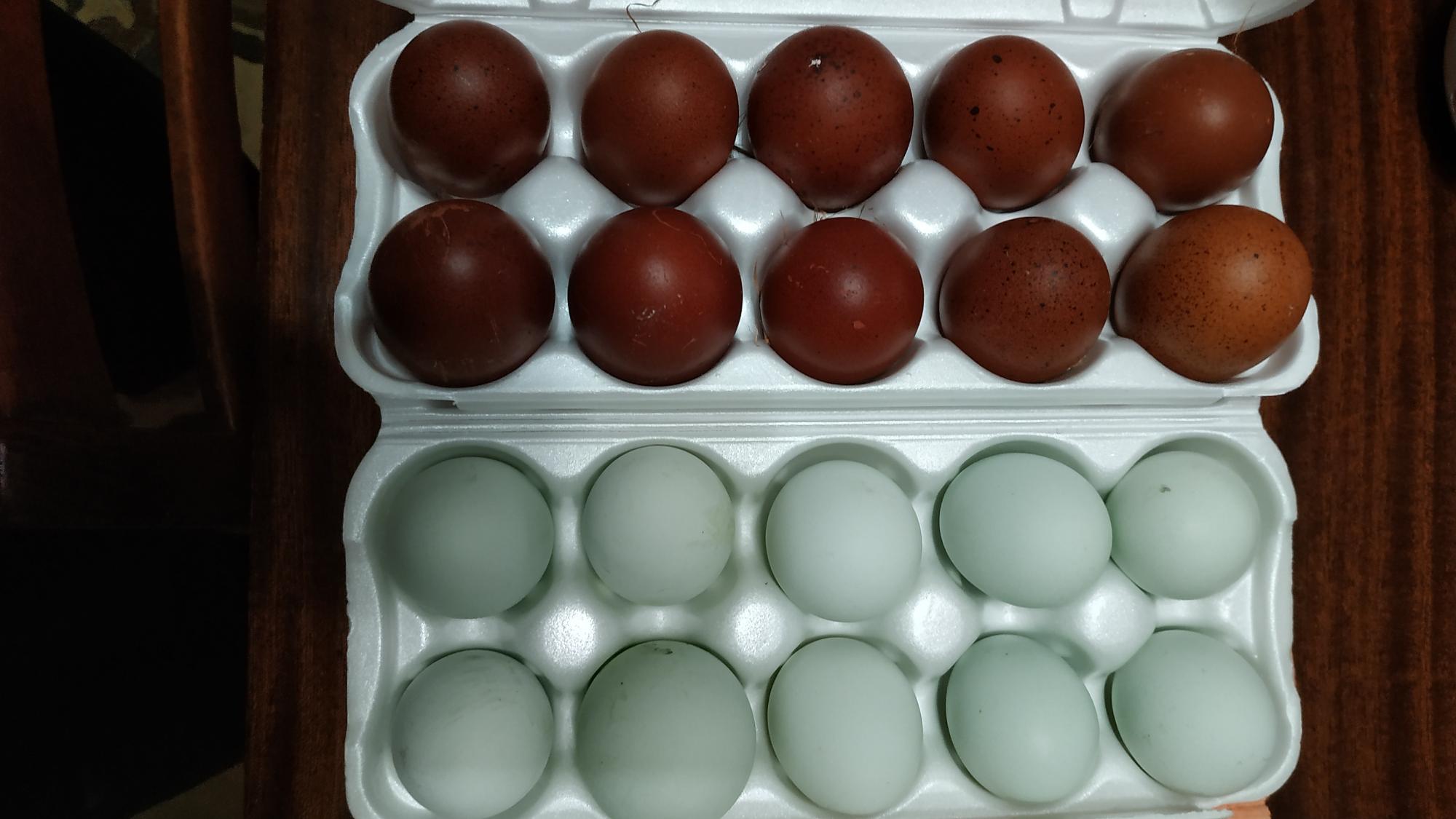 Яйцо инкубационное Маран,Легбар