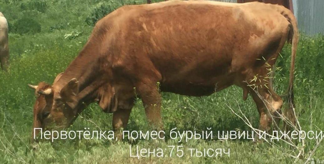 Коровы,телята,бычки породистые - фотография № 2