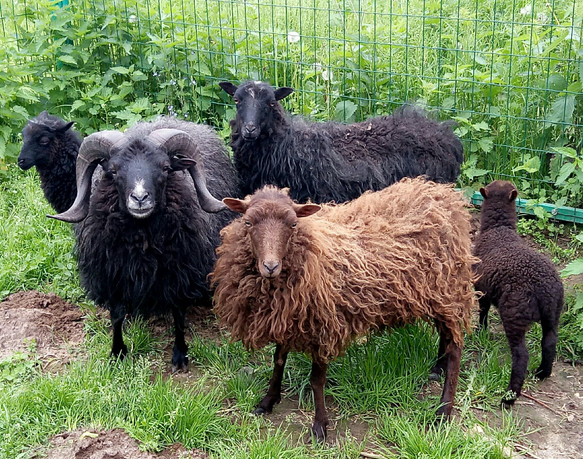 Карликовые овцы - фотография № 1