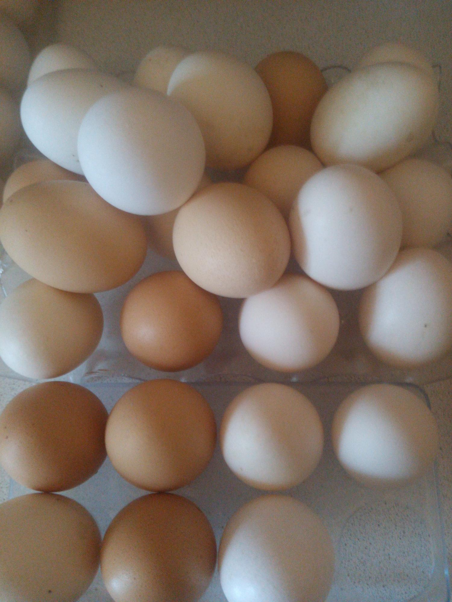 Яйцо инкубационное куриное - фотография № 1
