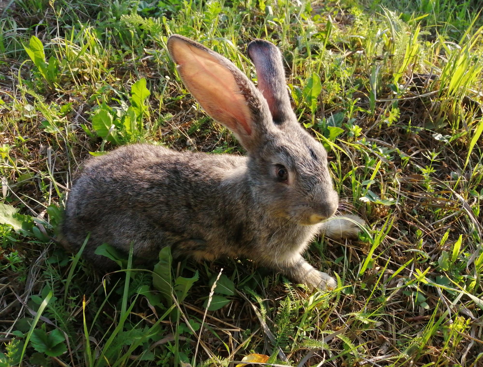 Кролик (самец/самочка) - фотография № 1