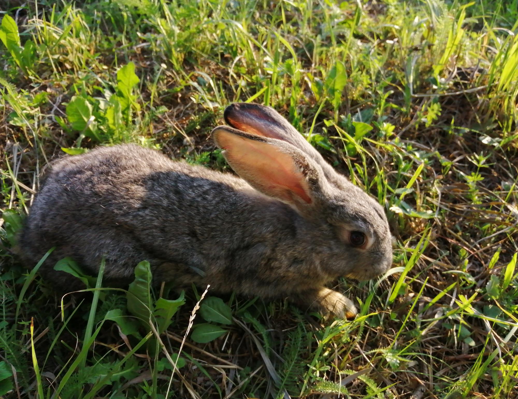 Кролик (самец/самочка) - фотография № 2