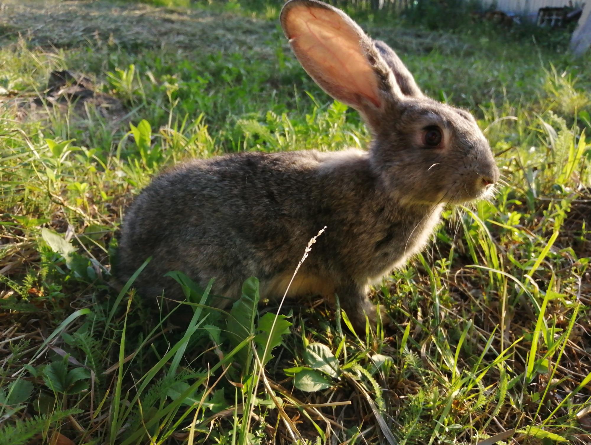 Кролик (самец/самочка) - фотография № 3