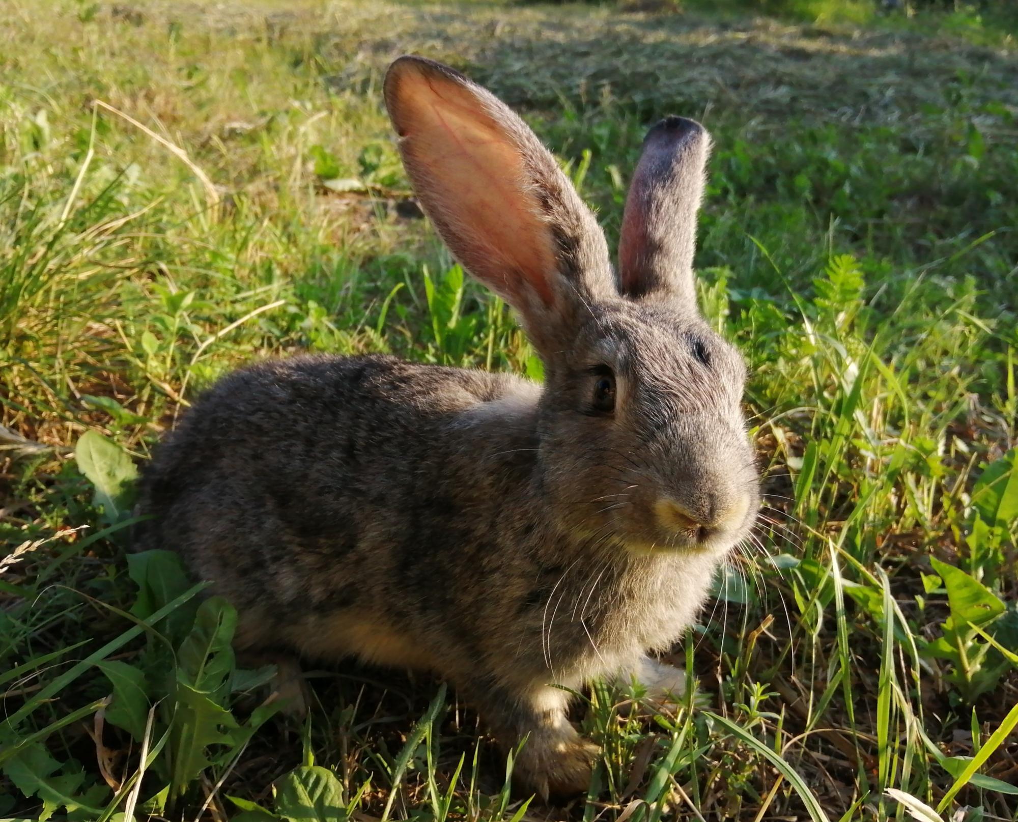 Кролик (самец/самочка) - фотография № 4
