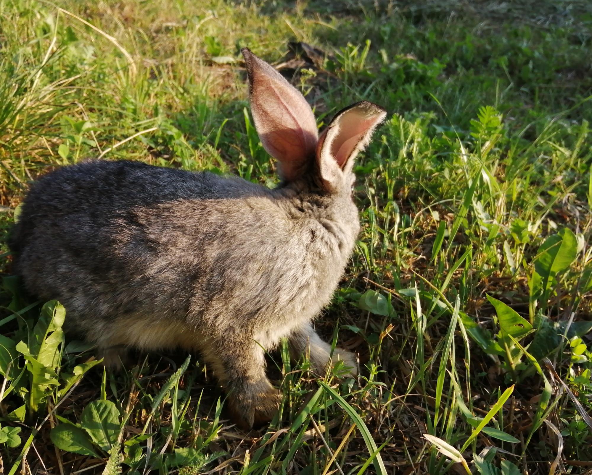 Кролик (самец/самочка) - фотография № 6