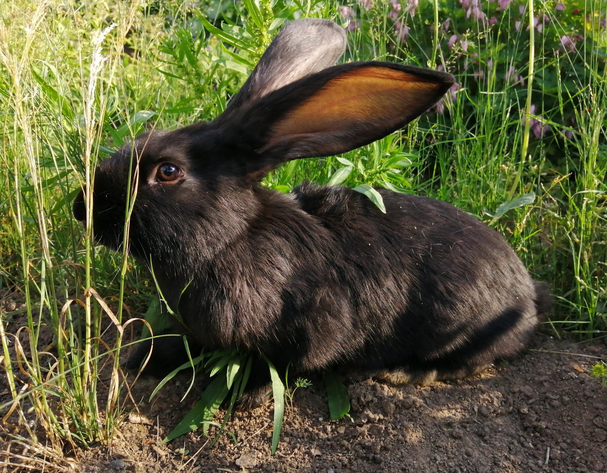 Кролик (самец/самочка) - фотография № 1