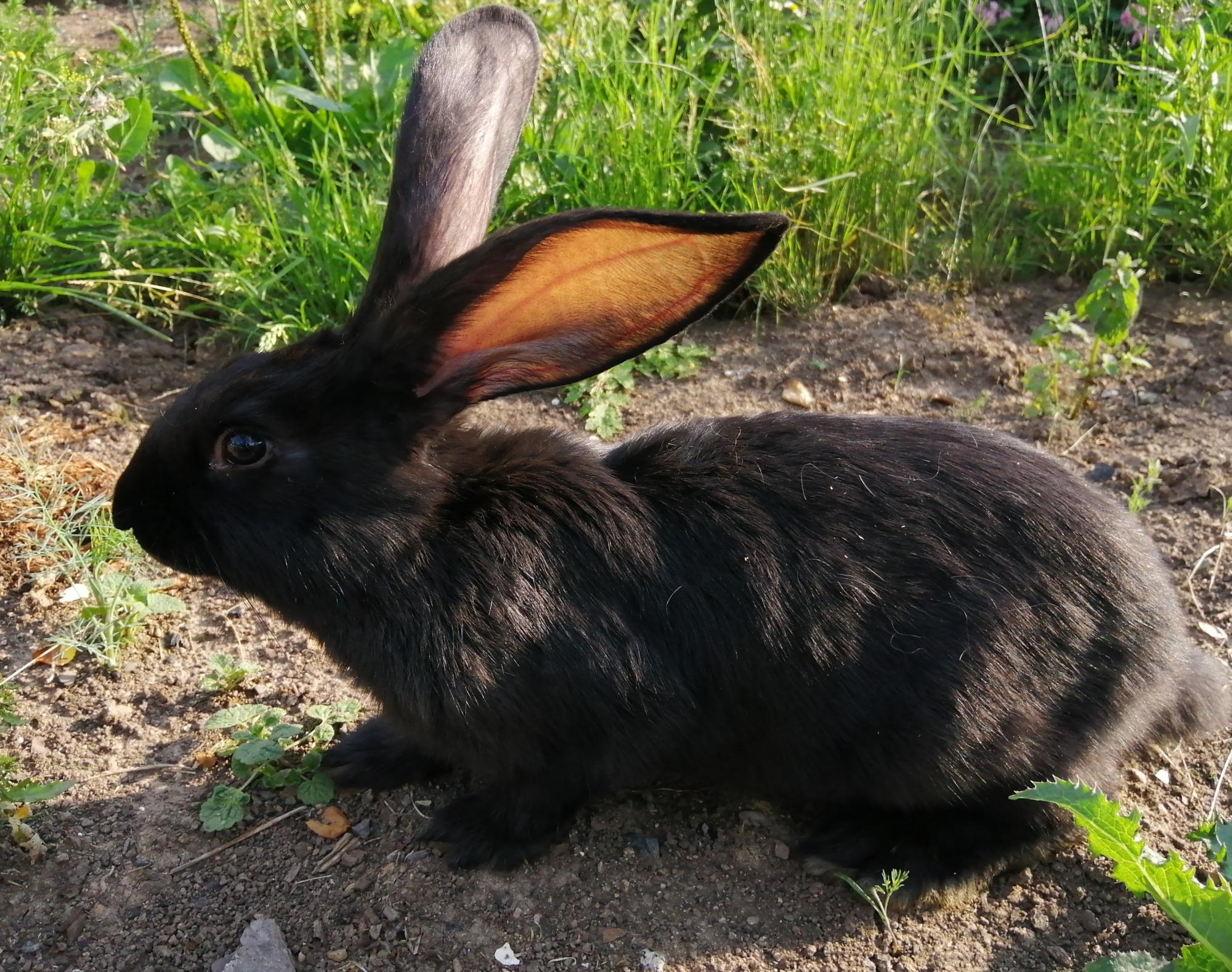 Кролик (самец/самочка) - фотография № 2