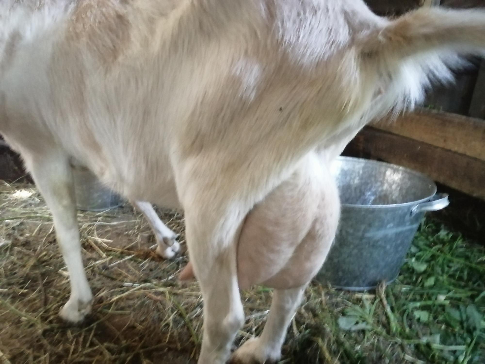 Продам козу с козленком, козочка 2 месяца - фотография № 1