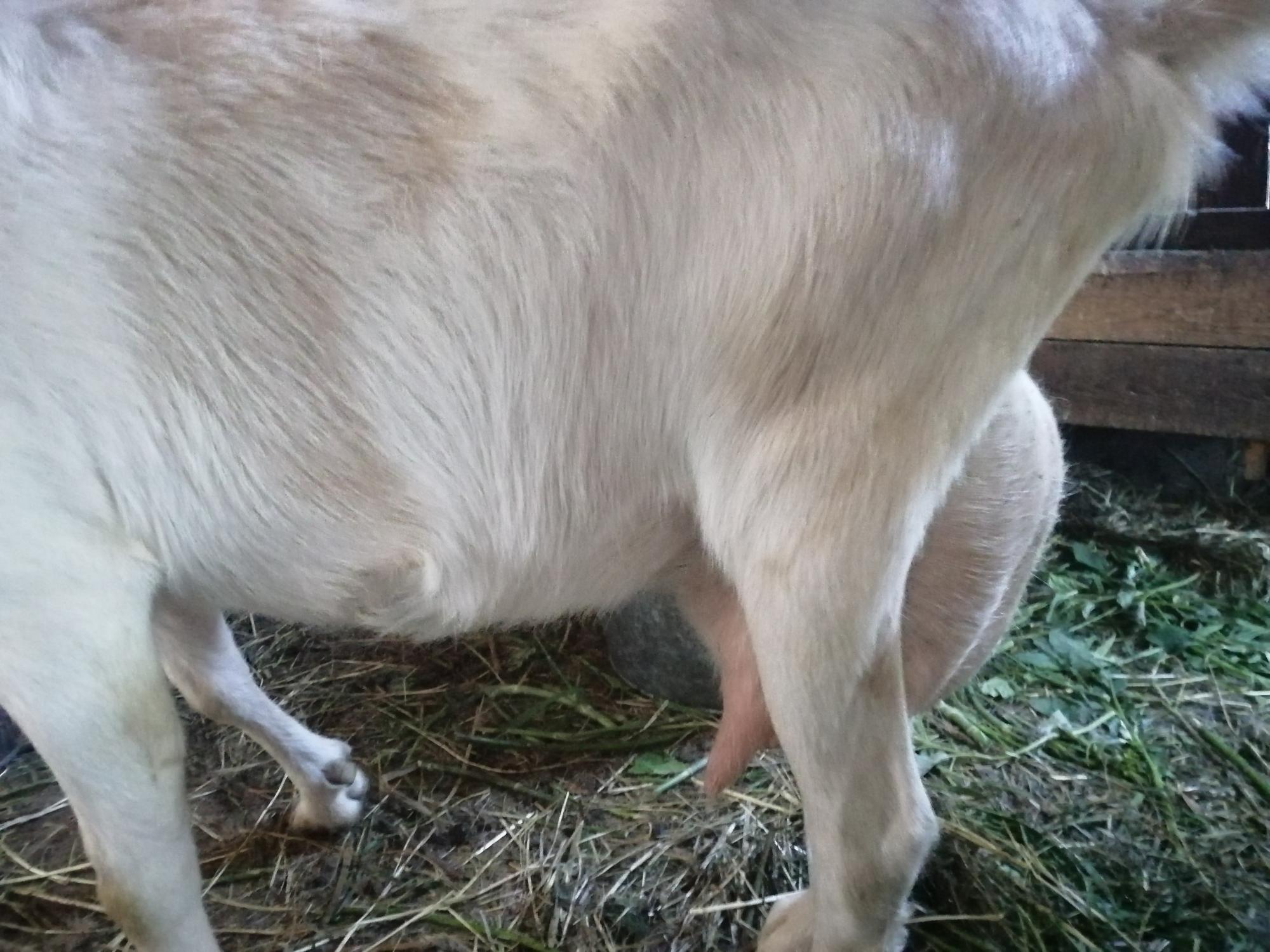 Продам козу с козленком, козочка 2 месяца - фотография № 3