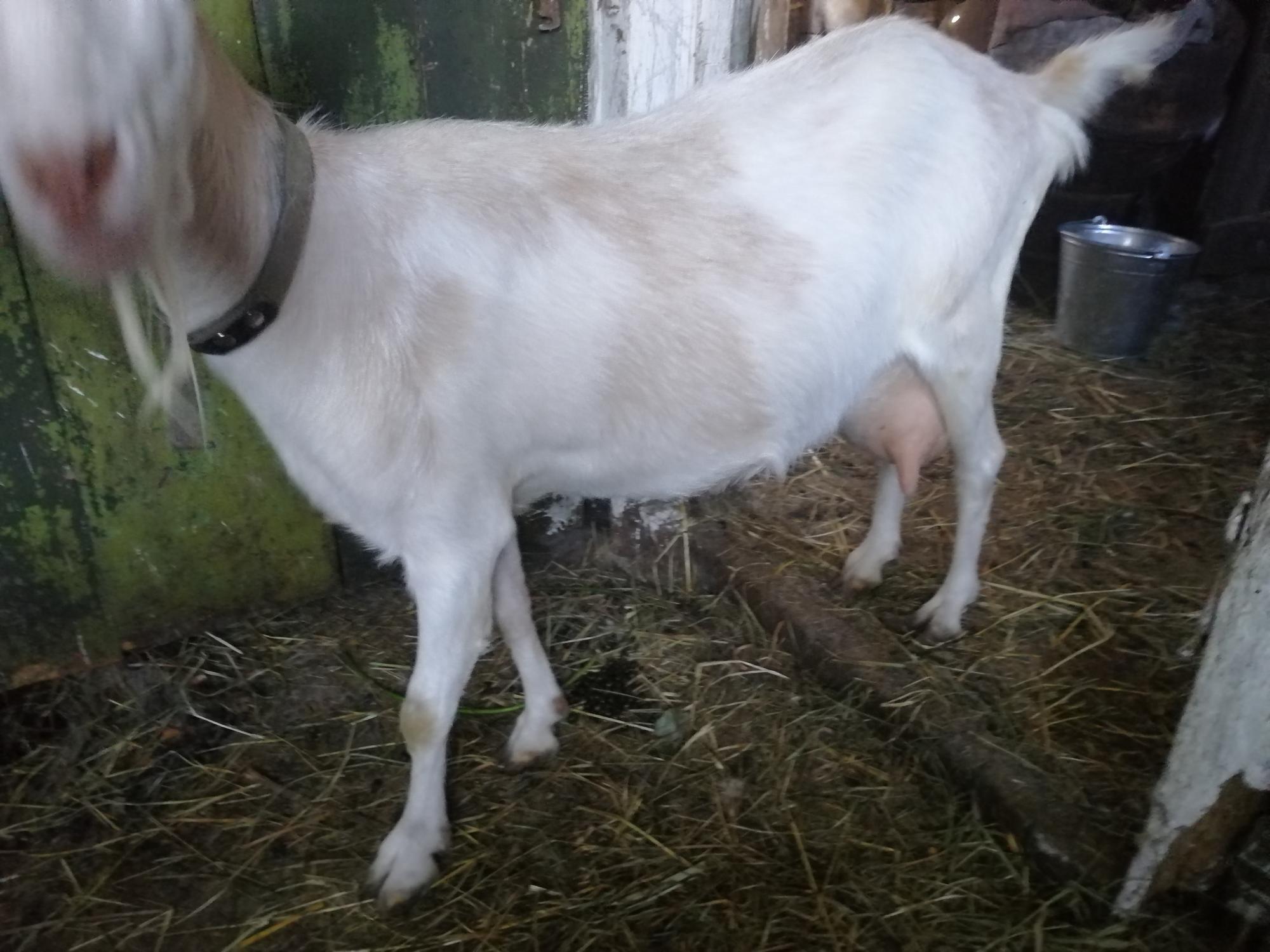 Продам козу с козленком, козочка 2 месяца - фотография № 4