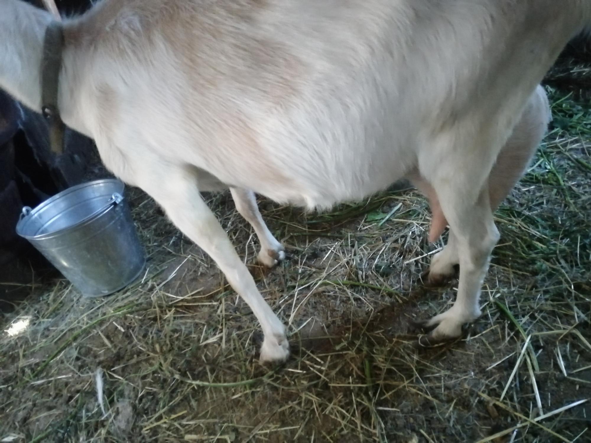 Продам козу с козленком, козочка 2 месяца - фотография № 5