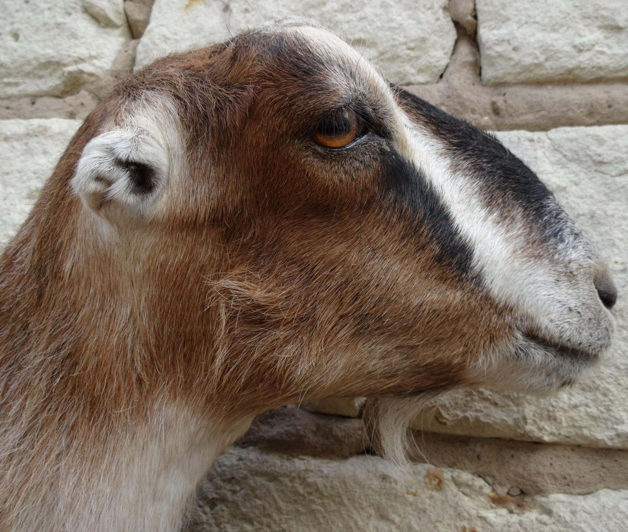 Дойные нубийские козы и ламанча - фотография № 1